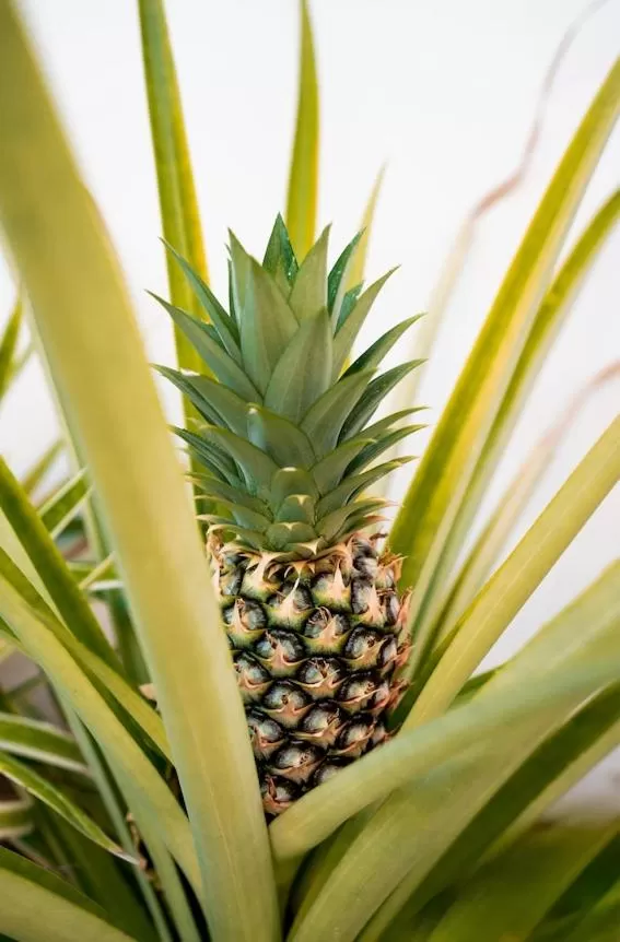 Antema Lodge Secteur Tamarindo, piscine, yoga, gym, jungle et paix