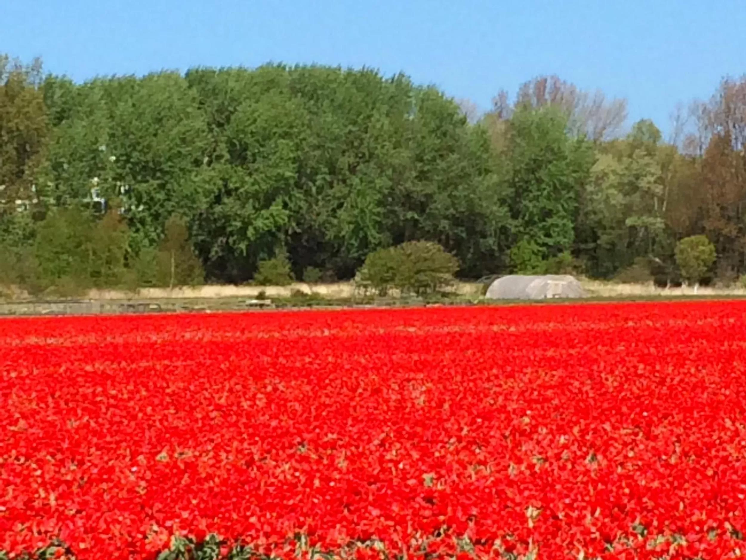 Spring, Garden in Romantic Wellness BnB Noordwijk