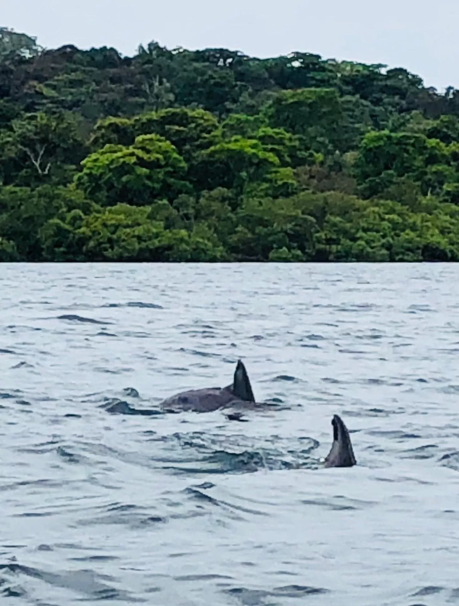 Off site, Other Animals in Casa Oceana Bed & Breakfast