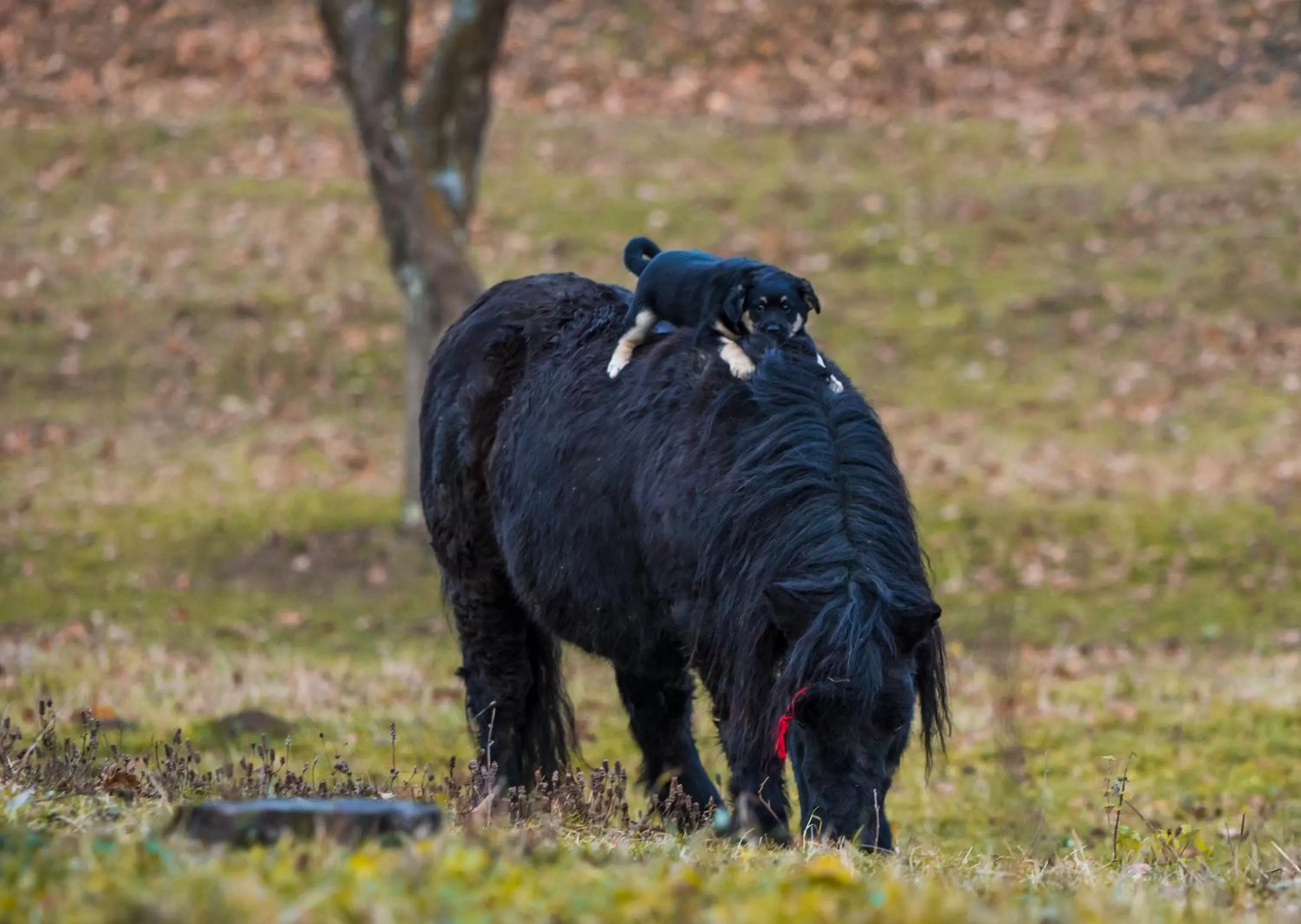 Property building in Pensiunea SilvAnka