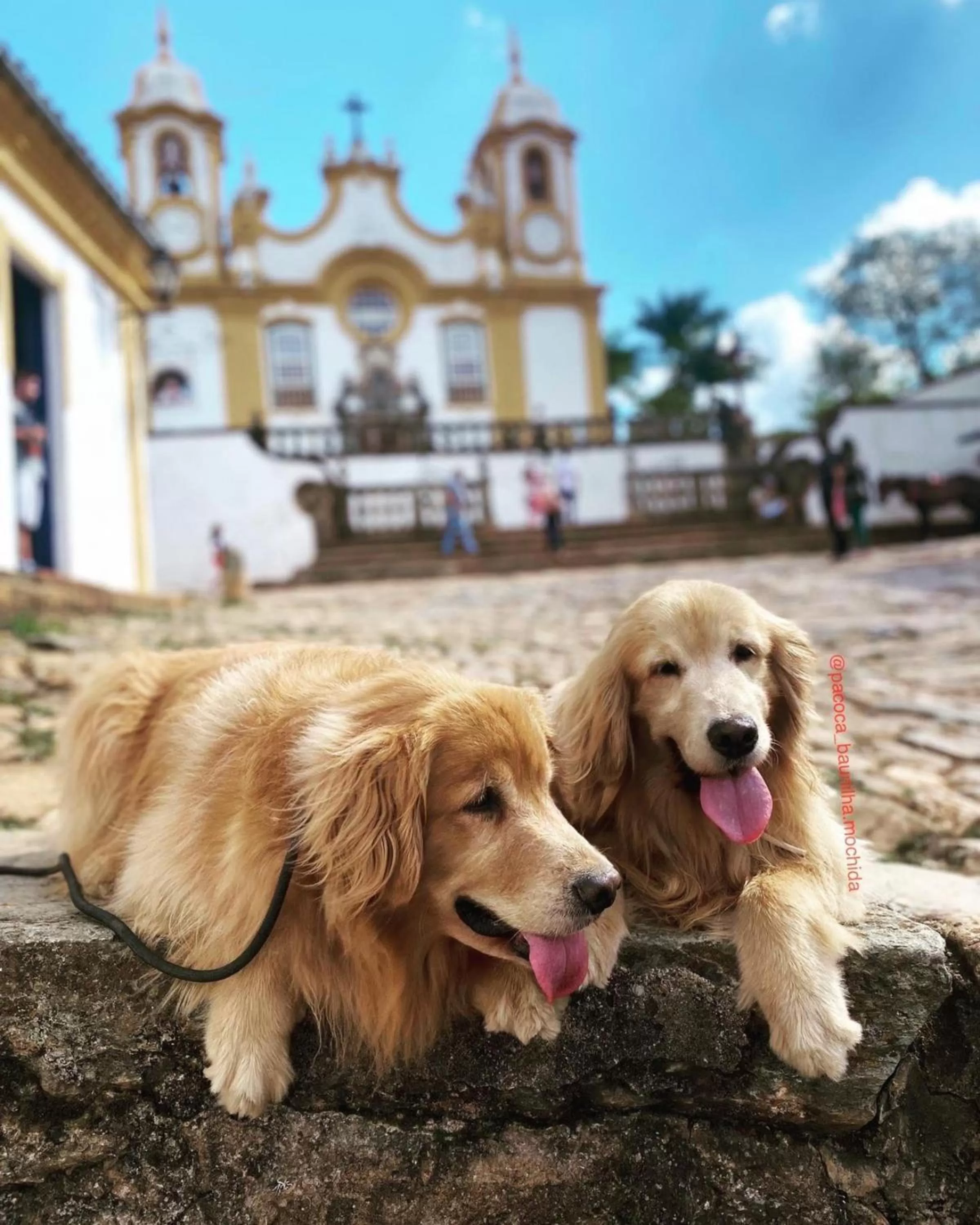 Pets in POUSADA CHARLOTTE