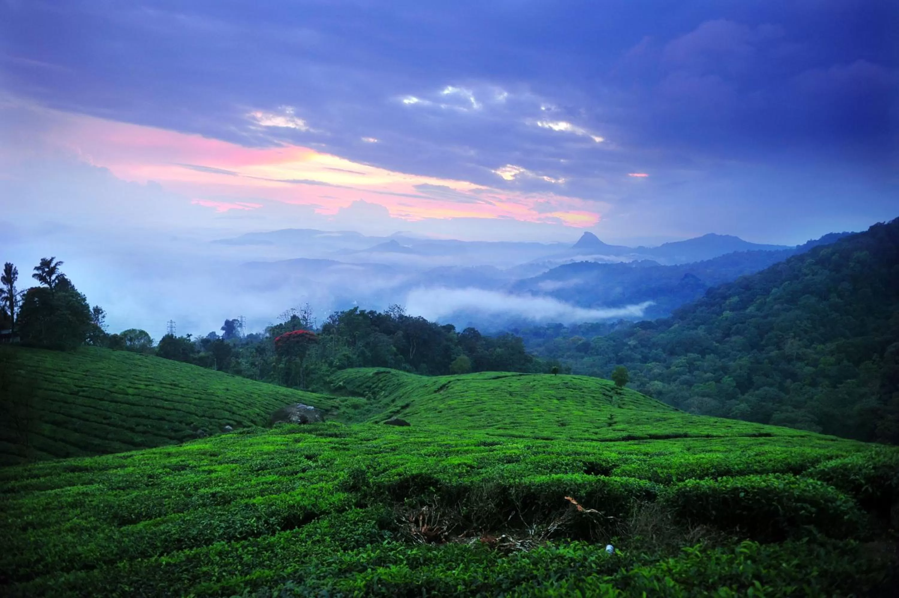 Hiking in Violet Woods