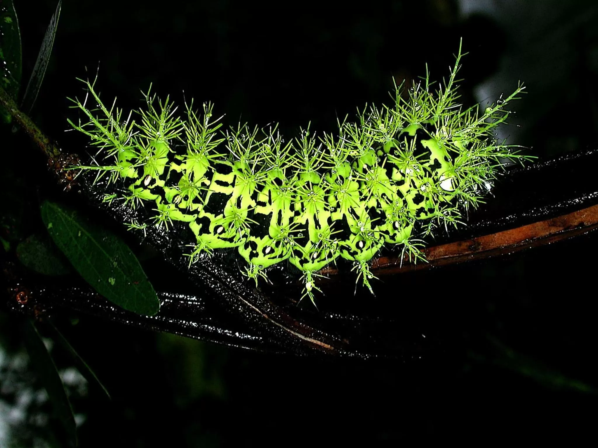 Garden in Spa Hosteria Miramelindo