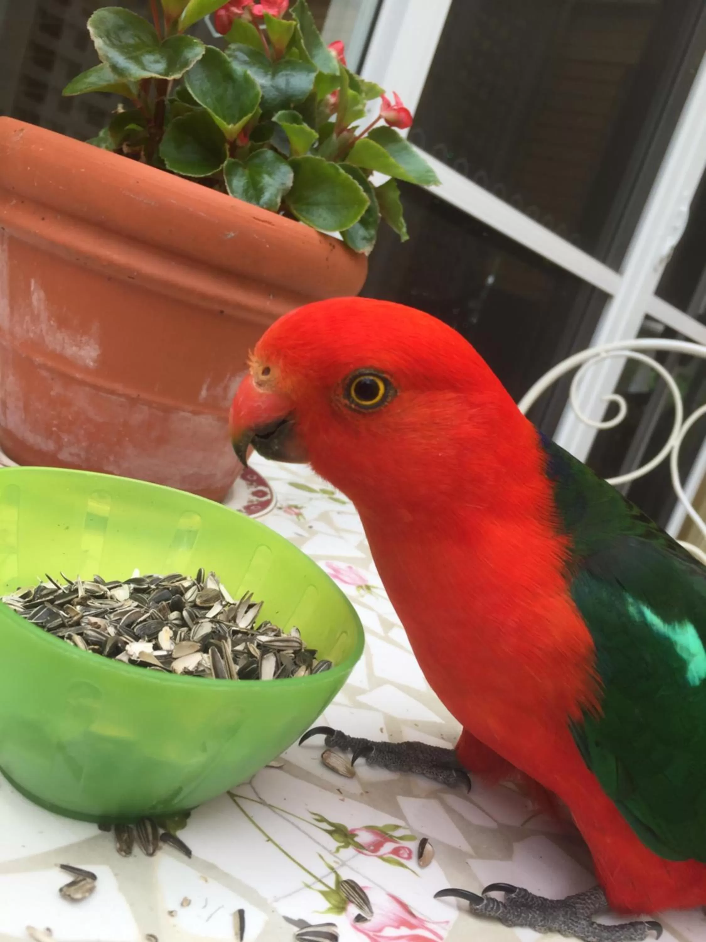 Animals in Bundanoon Lodge