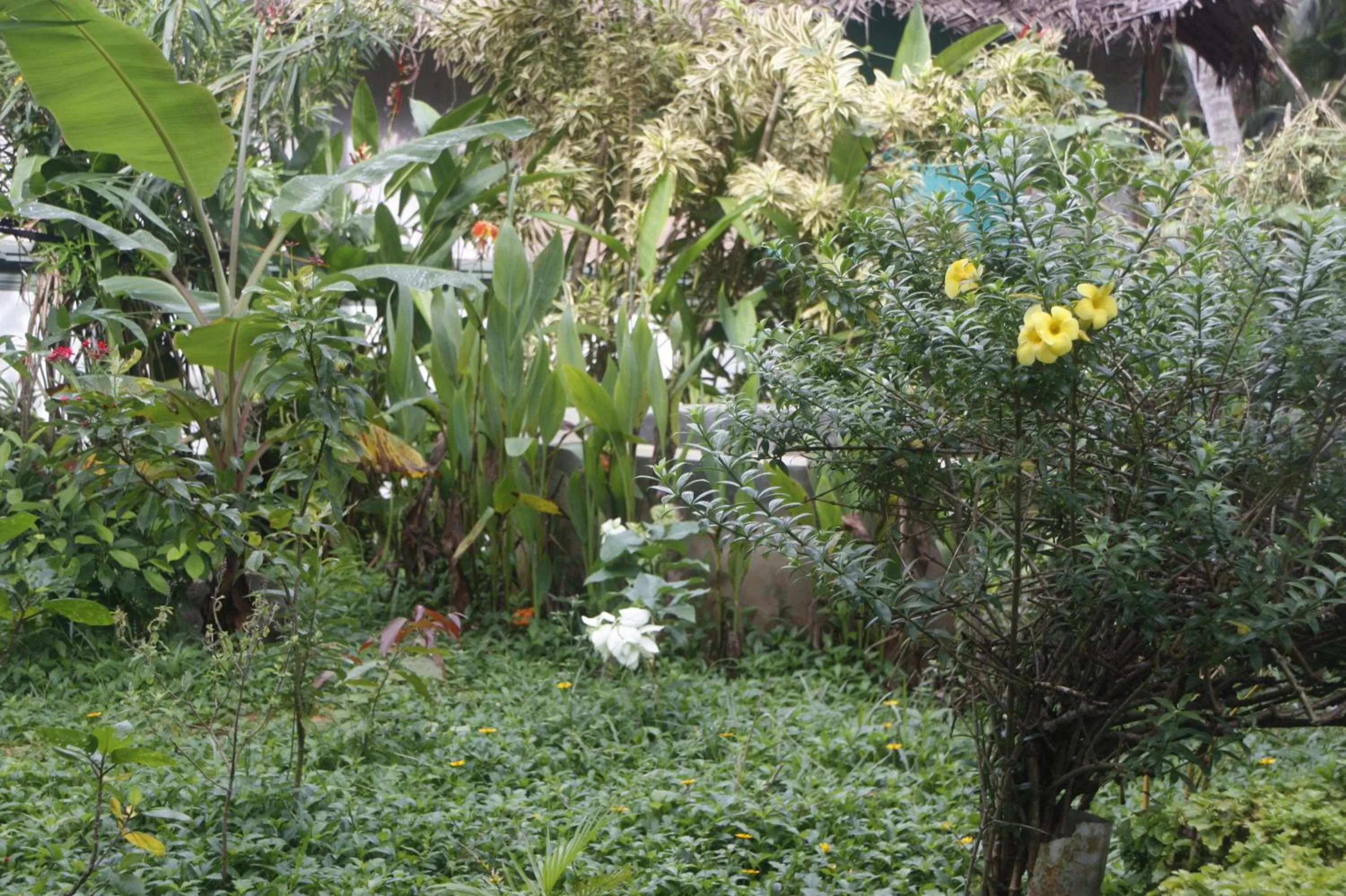 Garden in Anitha's Garden Stay