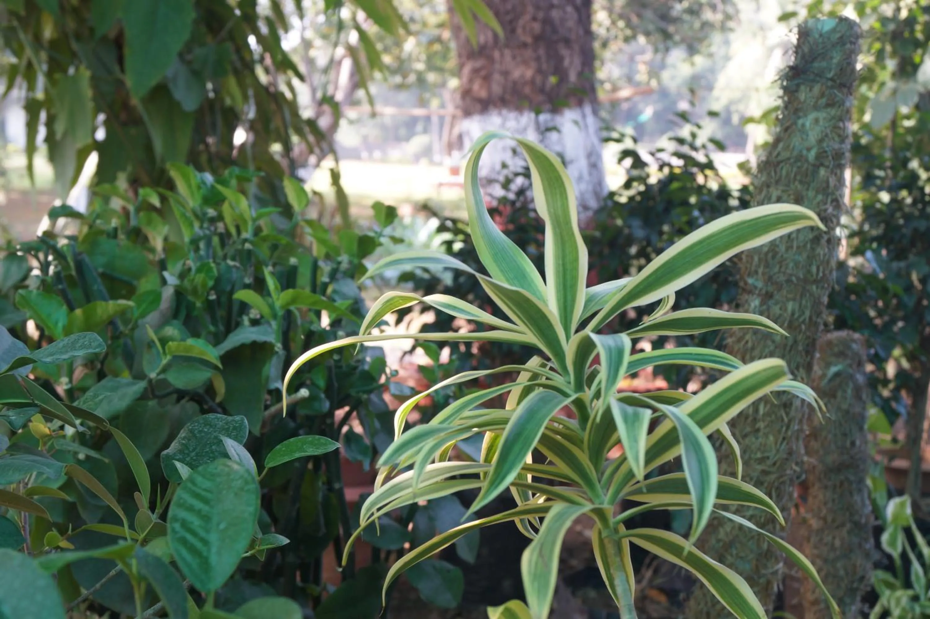 Garden in Ambassador Ajanta Hotel, Aurangabad