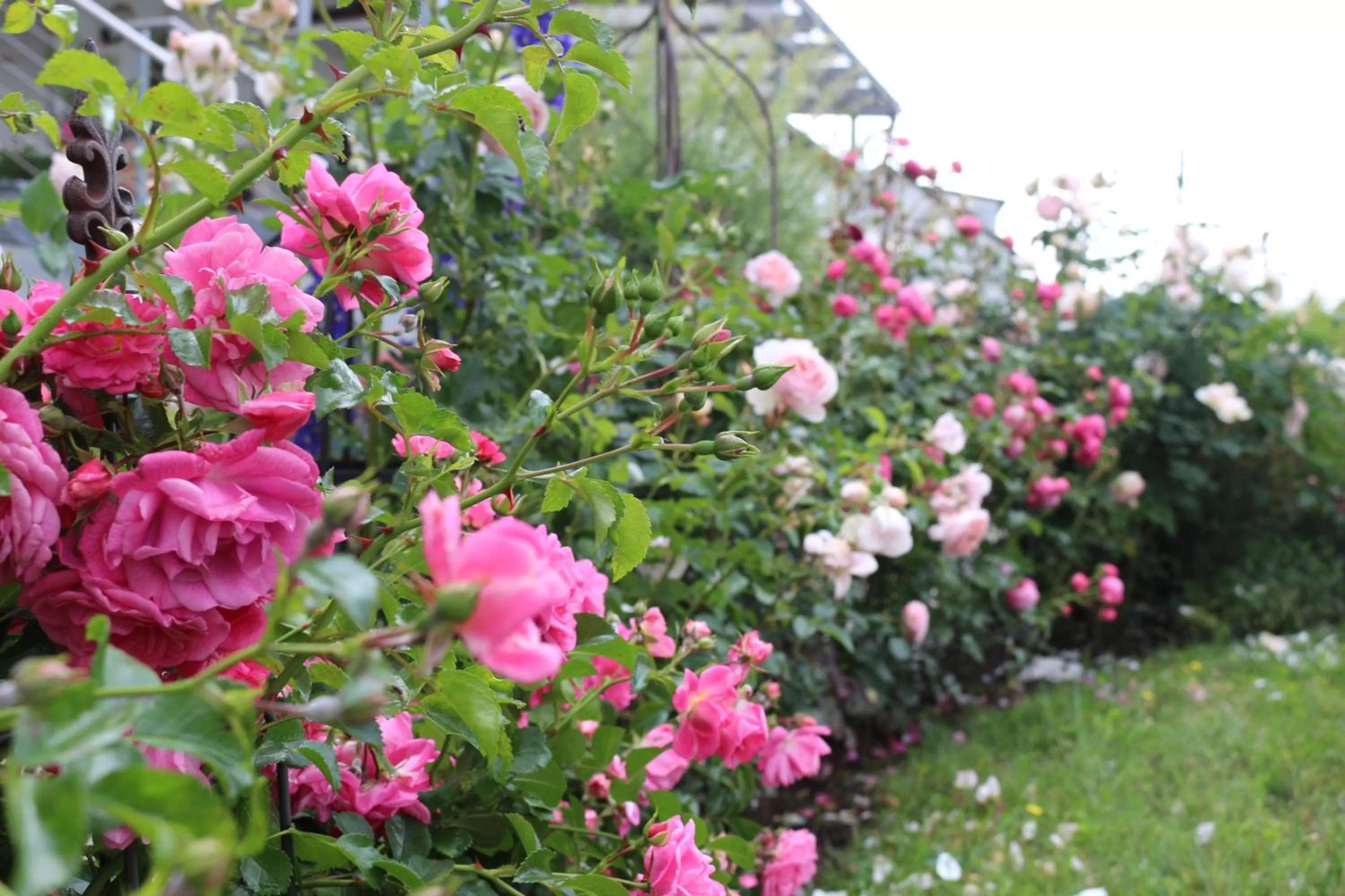 Garden in Das Kornburg-Quartier