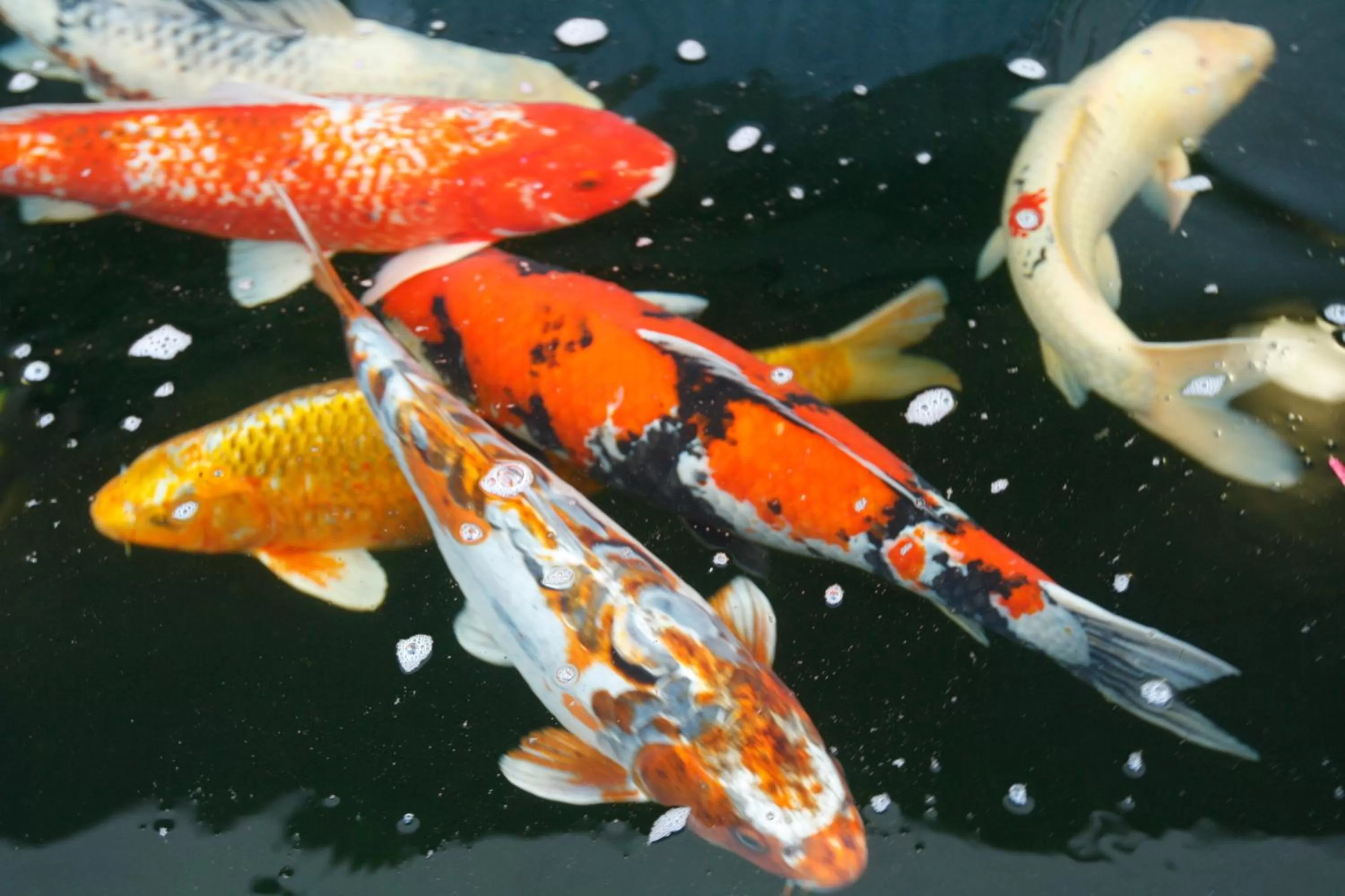 Animals in Seehotel am Stausee 4 Sterne Superior