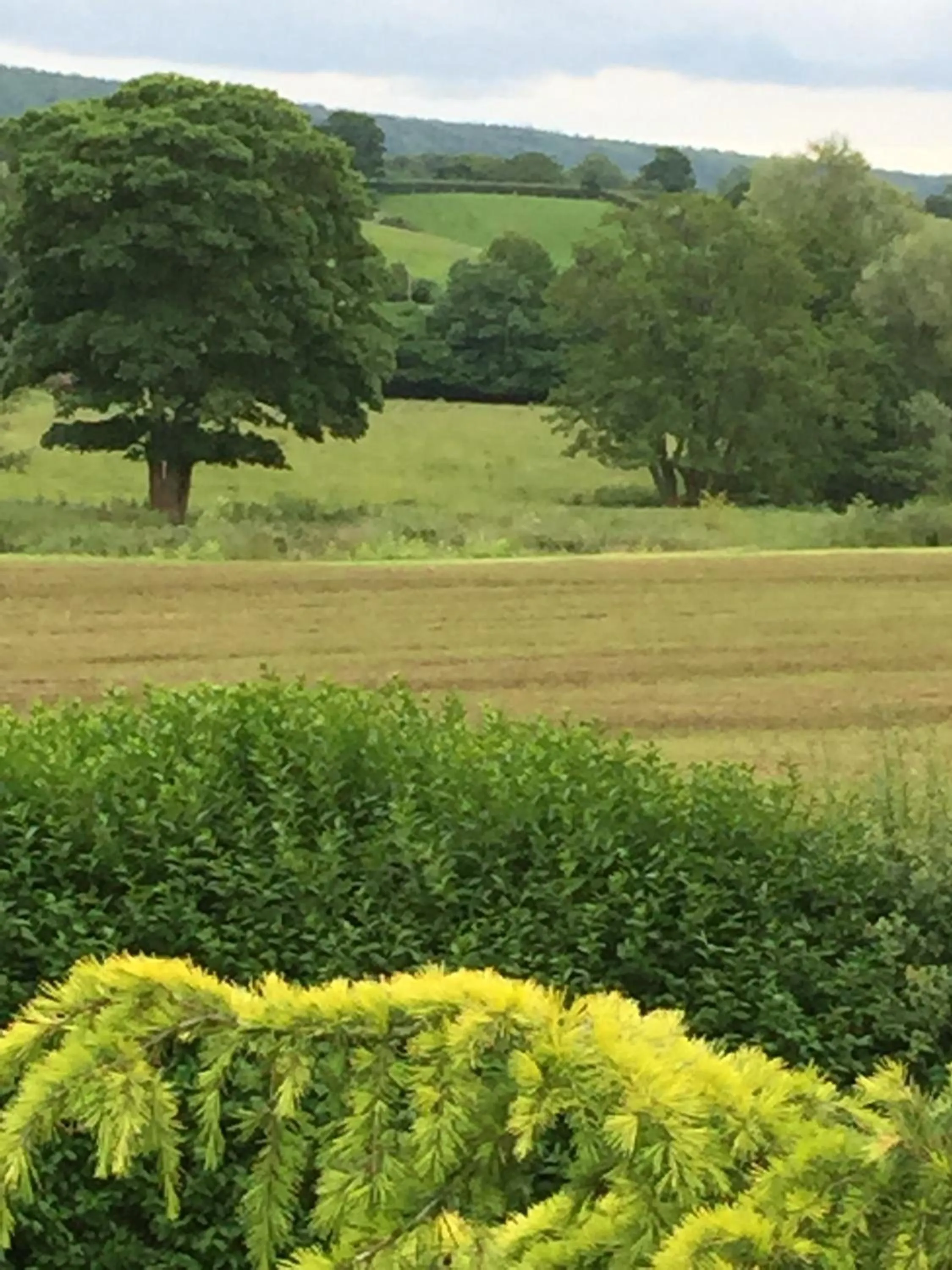 Day in Greyhound Country Inn