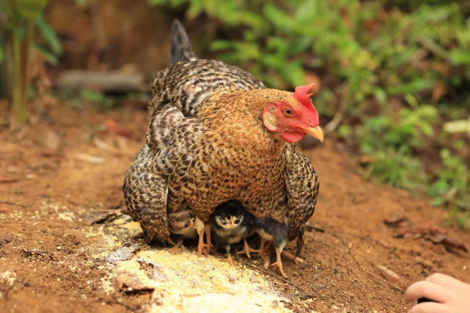 Pets, Other Animals in Sitio Simple Life