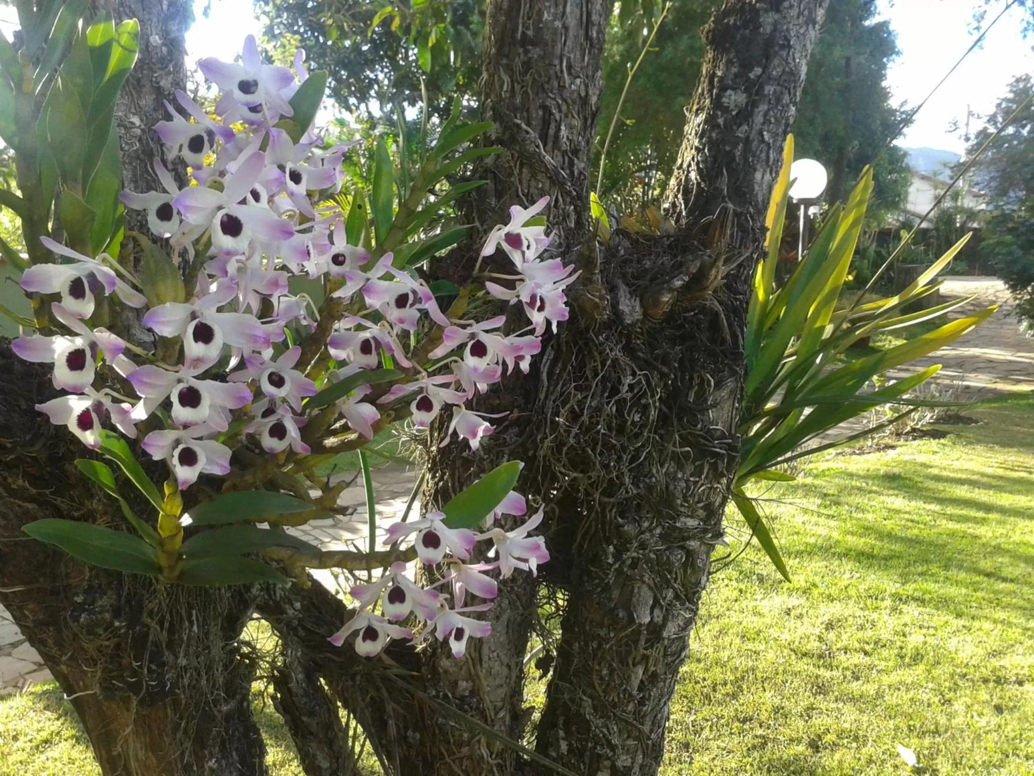 Garden in Pousada Villa Real