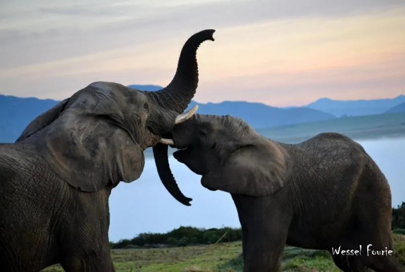 Natural landscape in Garden Route Game Lodge