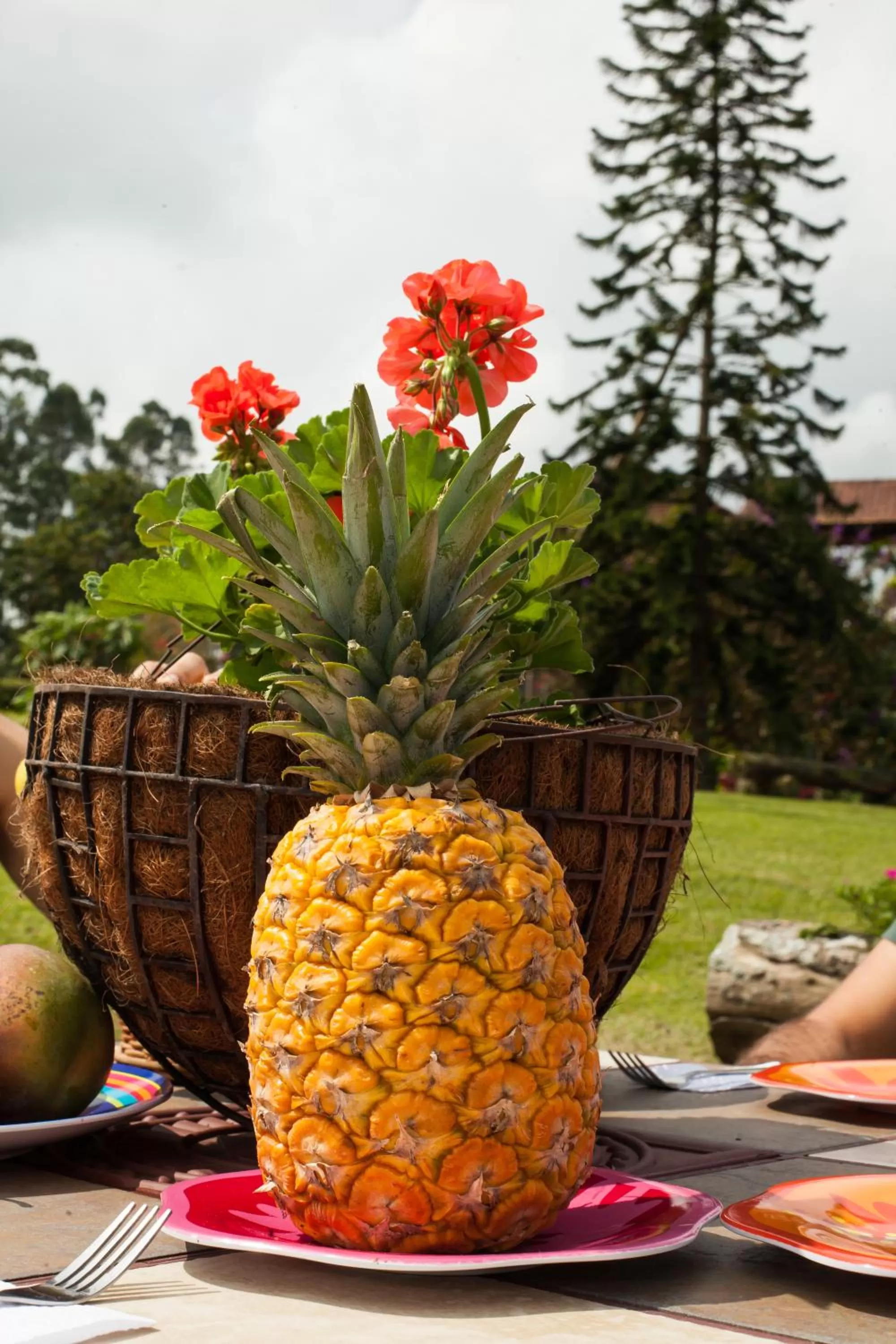 Food and drinks in Matisses Hotel & Spa