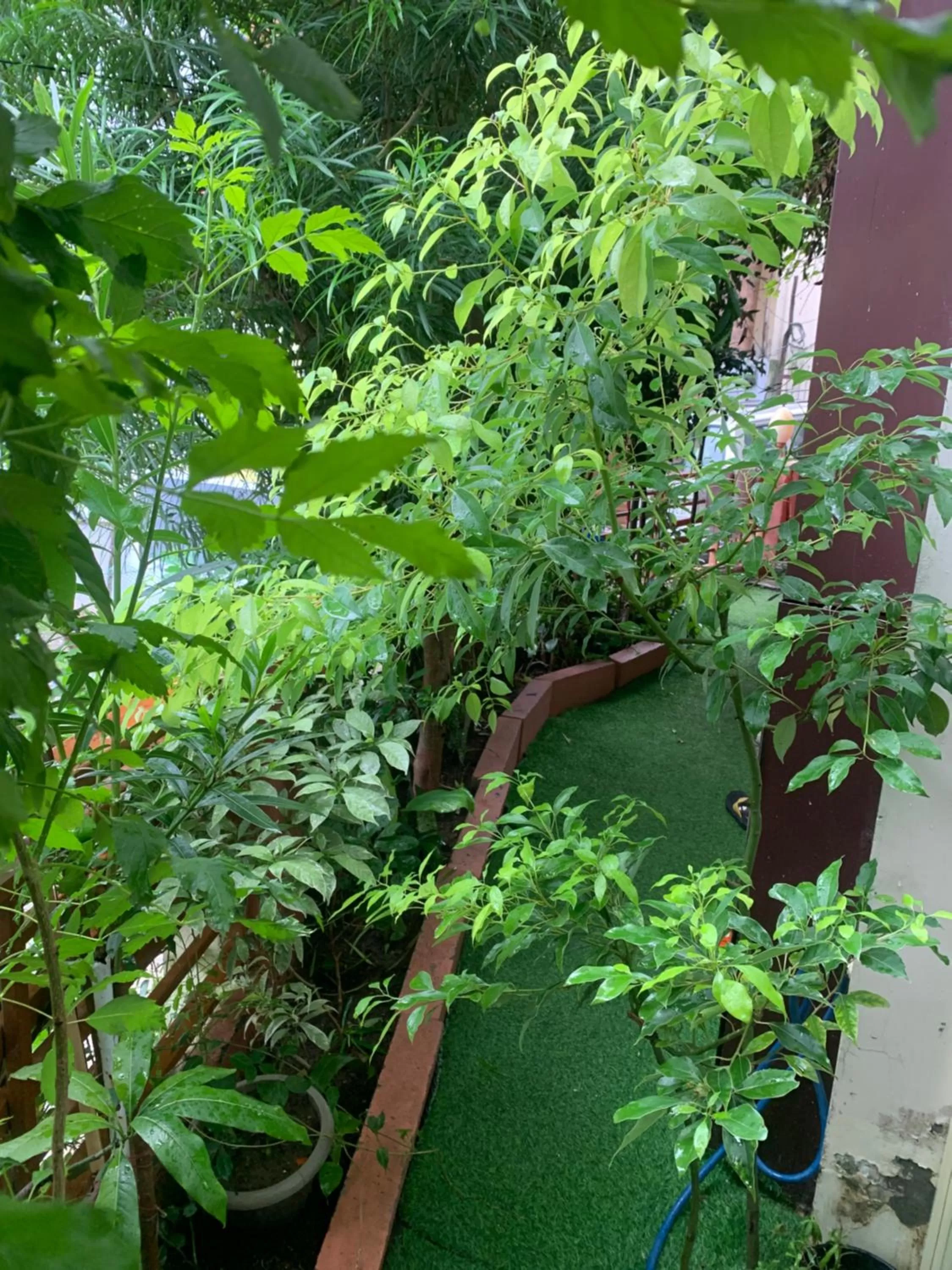 Garden view in Rudram Hotel Yoga & Ayurveda Retreat