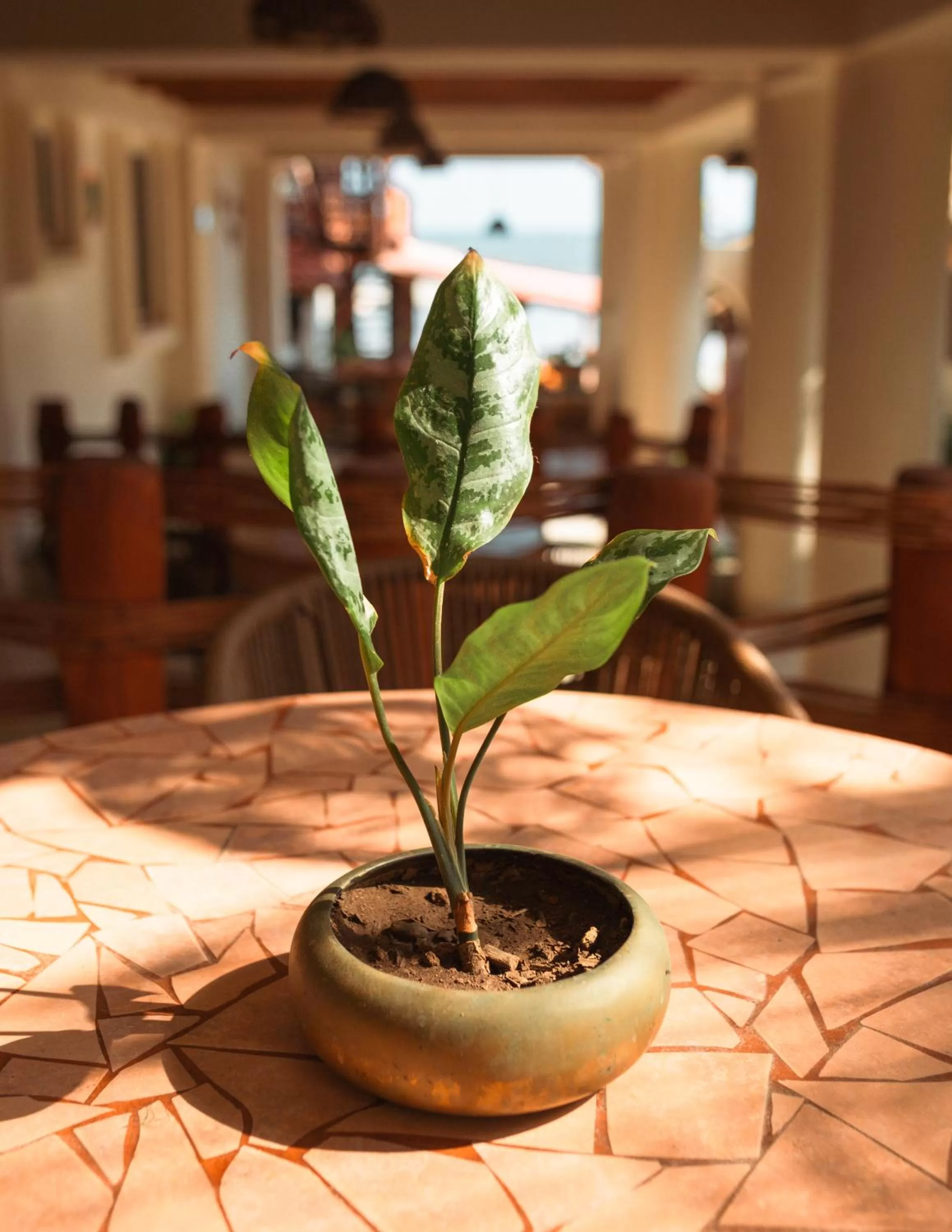Garden view in Arena Suites
