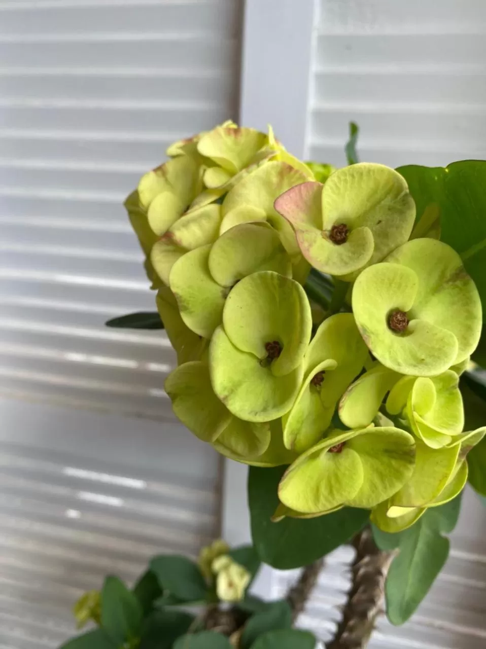 Villa Cajou (Chambre d'hôtes chez l'habitant)