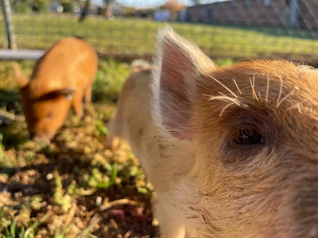 Animals in Quirindi Sunflower Motor Inn