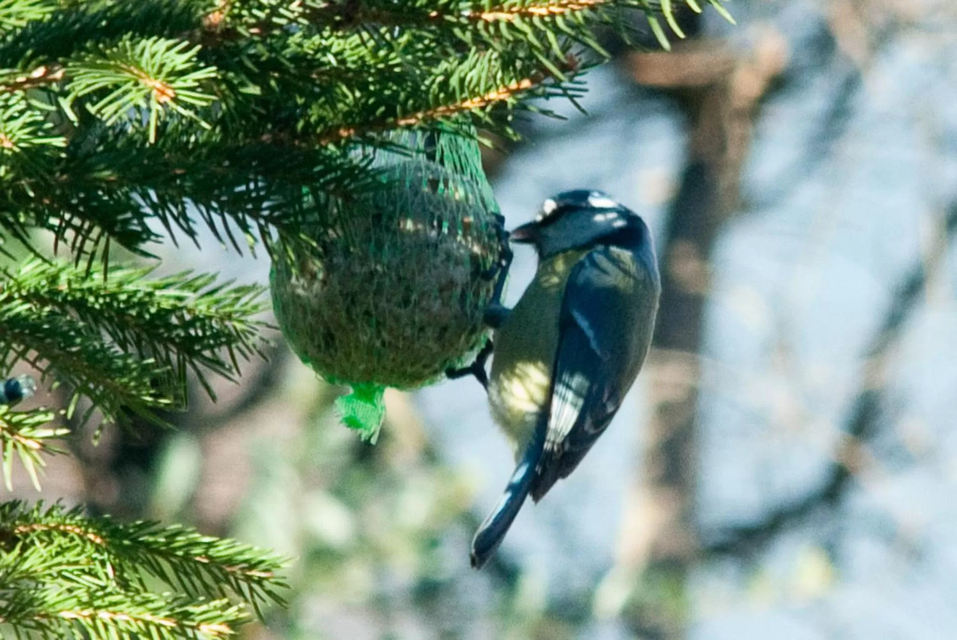 Property building in BBnaon