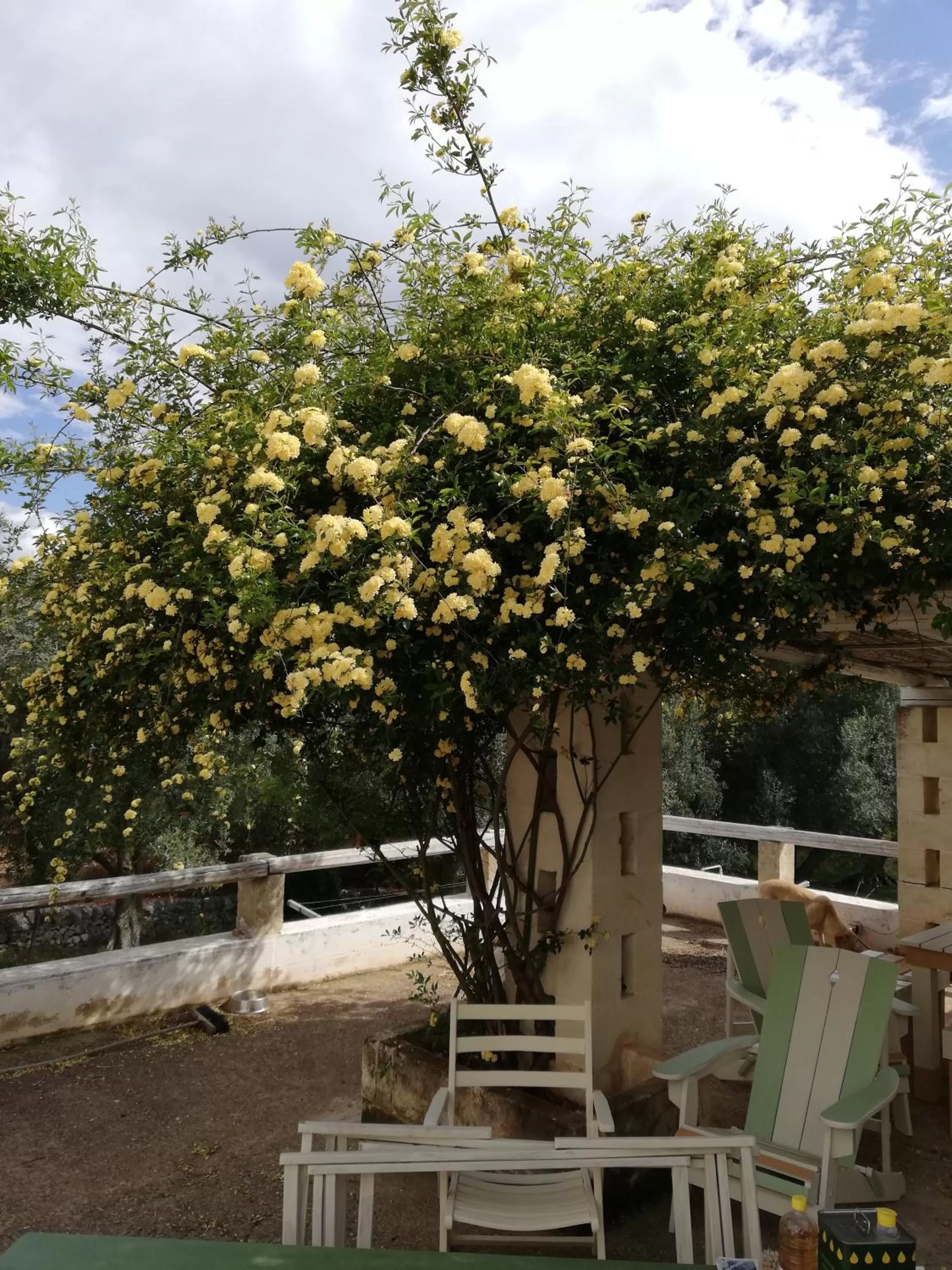 Patio in B&B Giovannarolla Green House