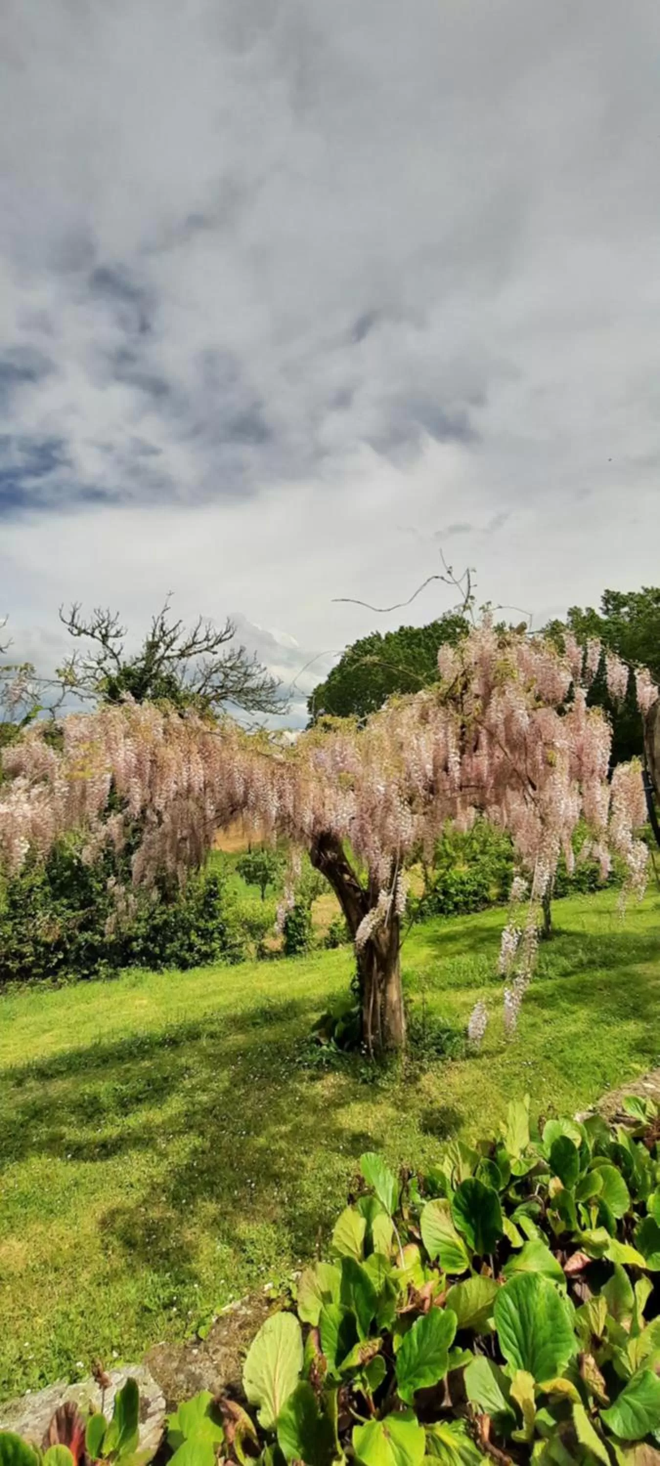 Spring in Rectoral de Anllo