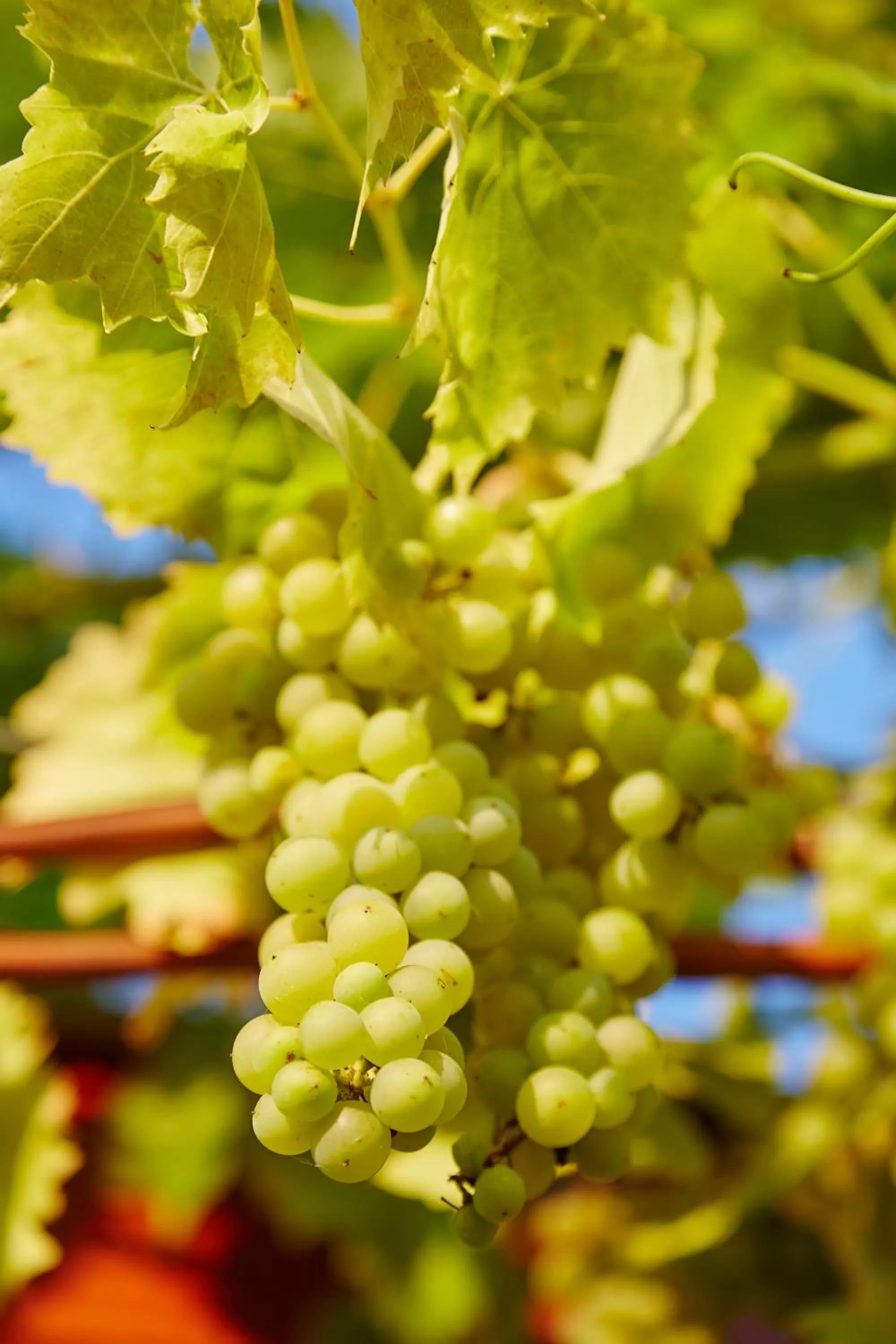 Garden in Flair Hotel Villa Ilske