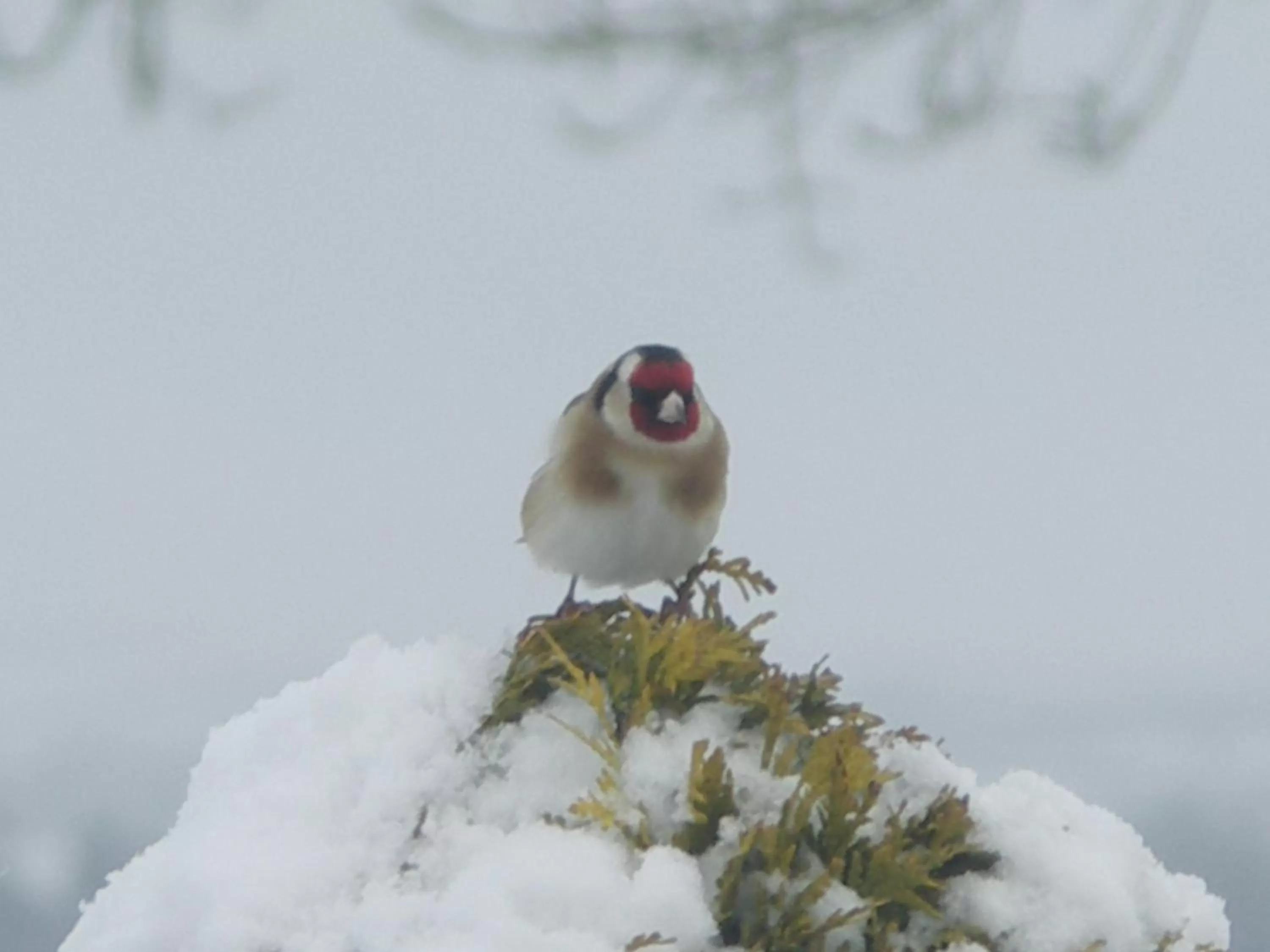 Animals in Willowbank House