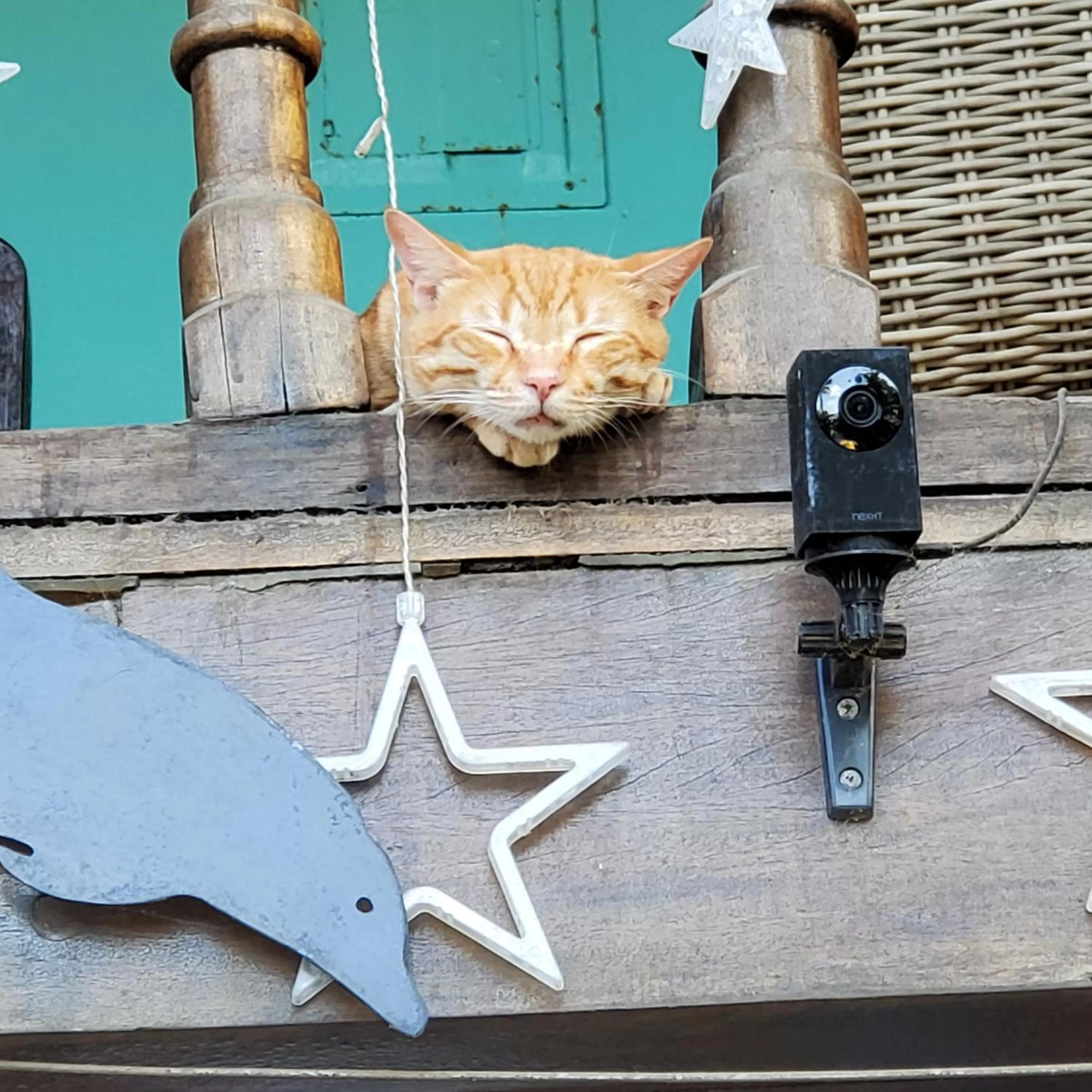 Pets in Hotel Villa Amarilla