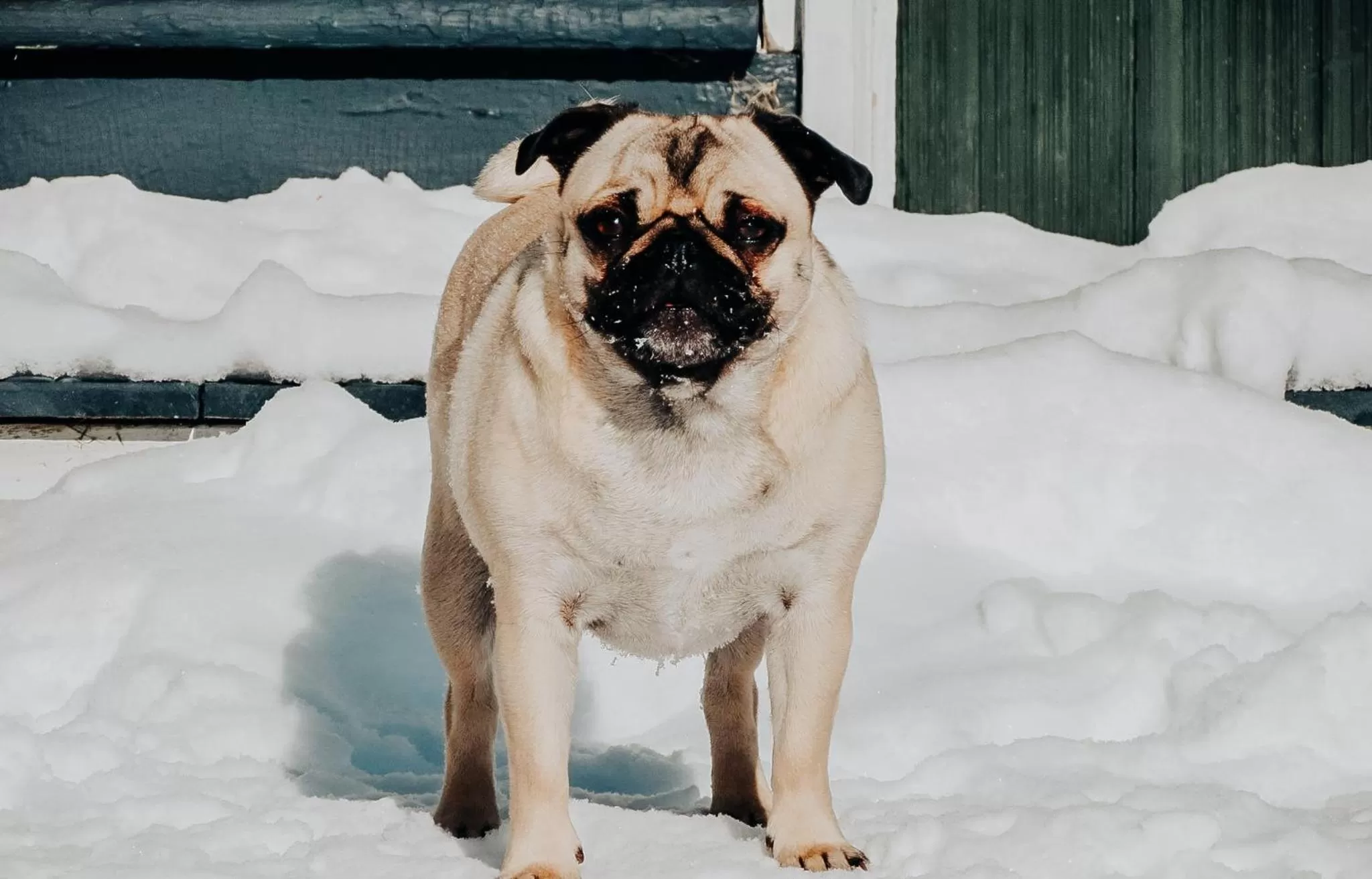 Pets in Rangeley Town & Lake