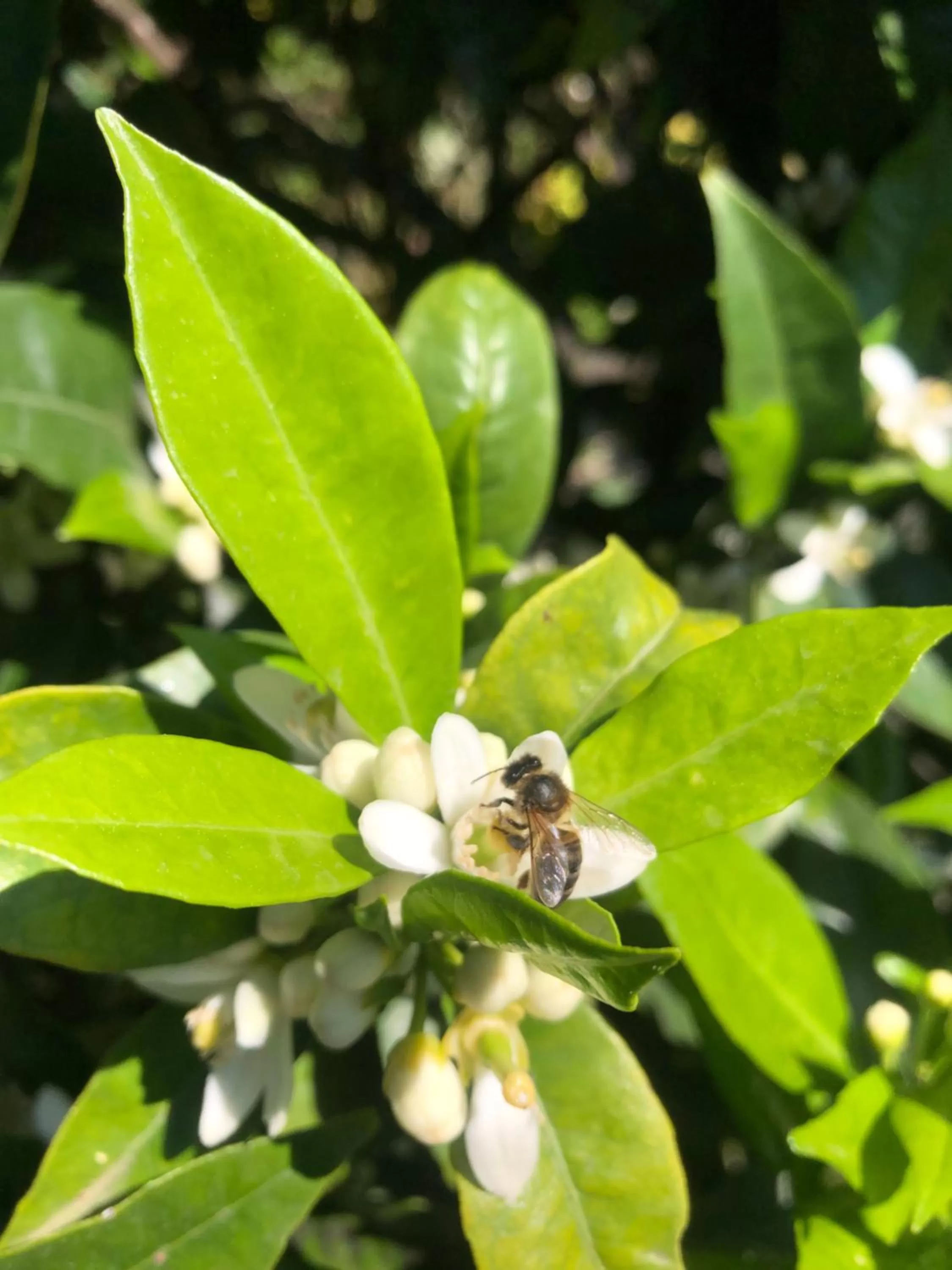 Garden in House Of The Three Marias