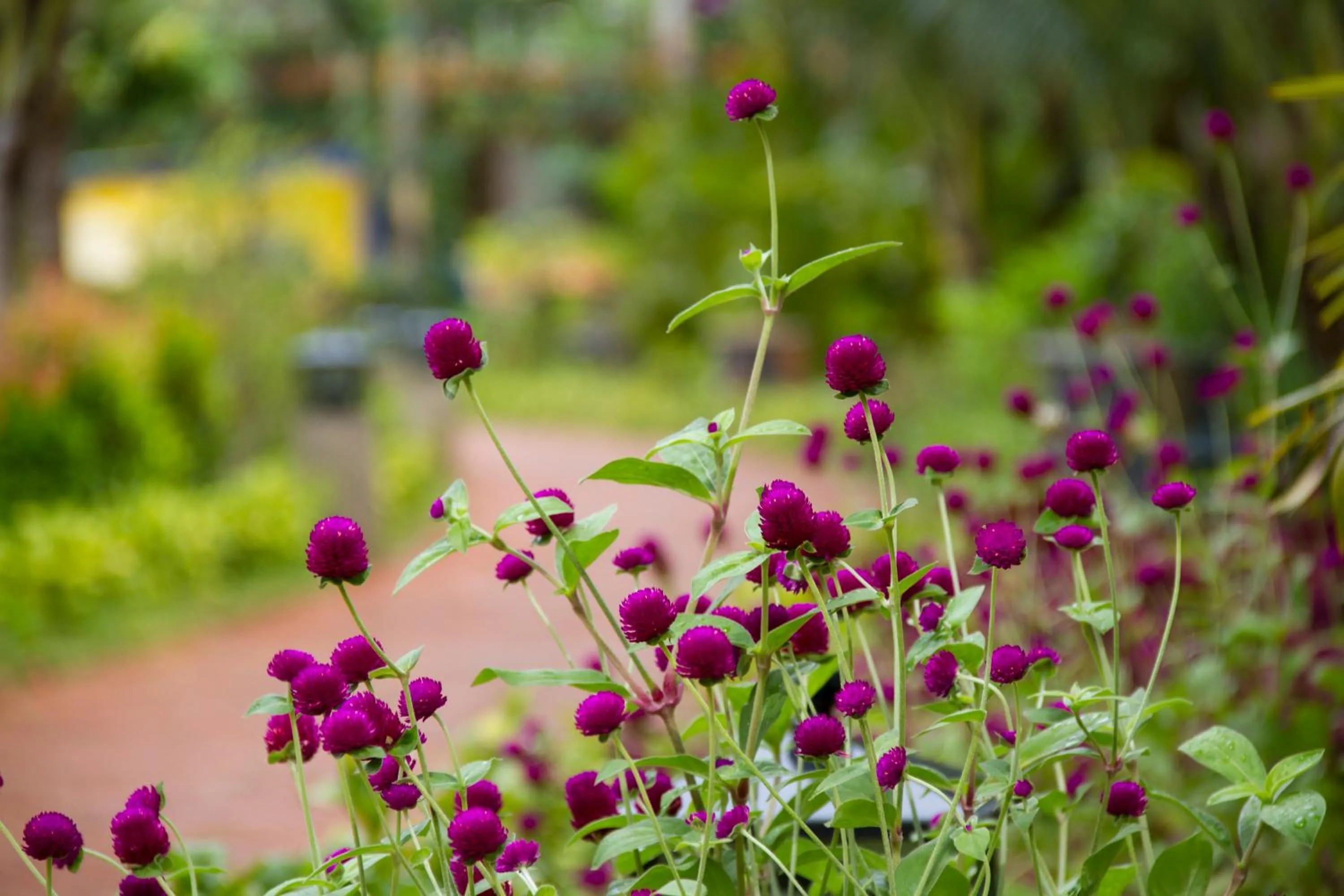 Spring in Elwood Premier Resort Phu Quoc