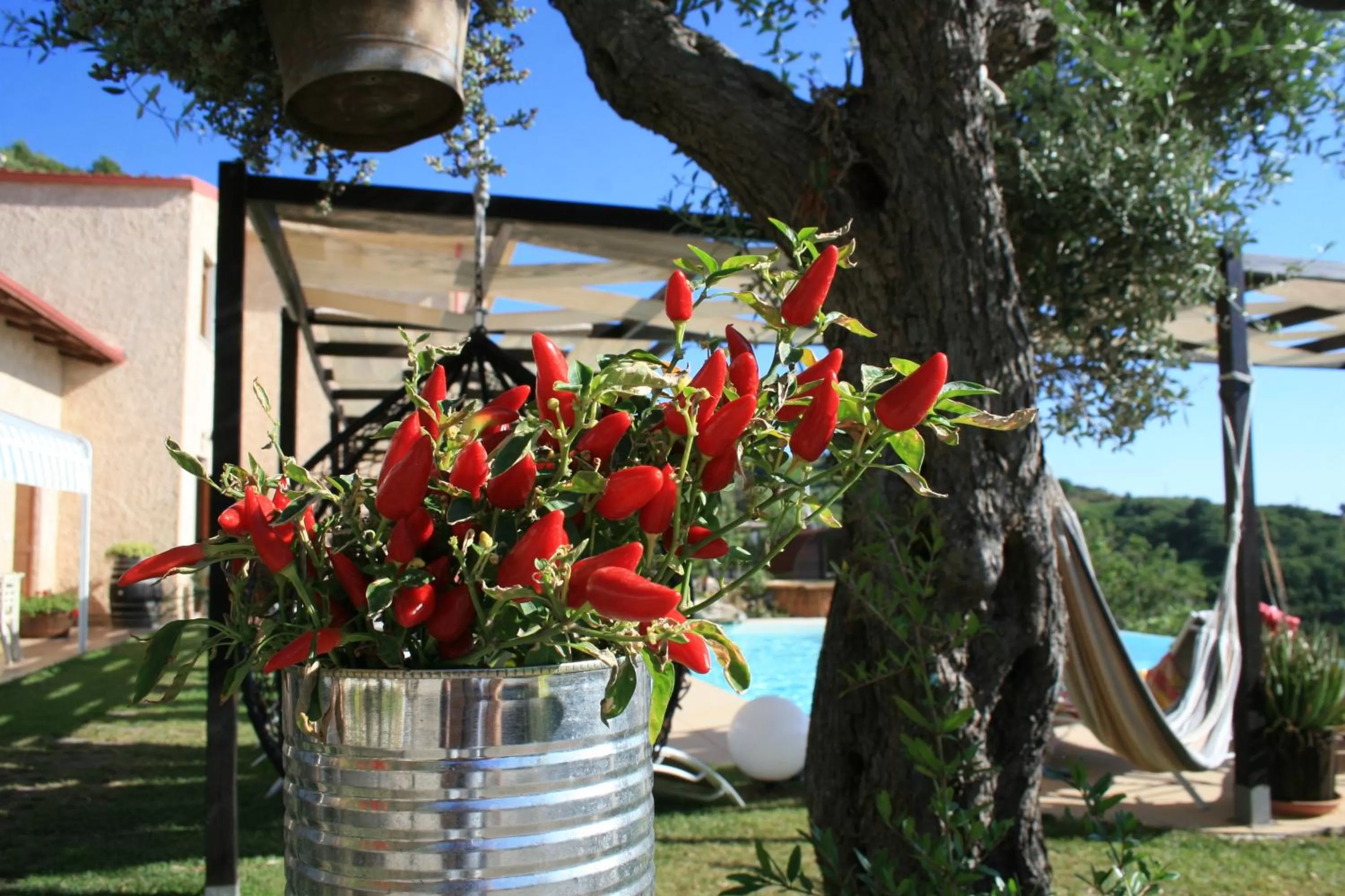 Garden in Il Podere dell'Angelo Old Country House