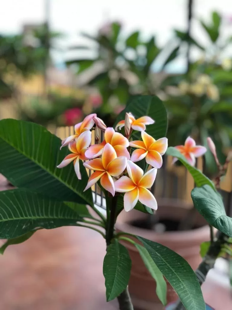 terrazze di montelusa