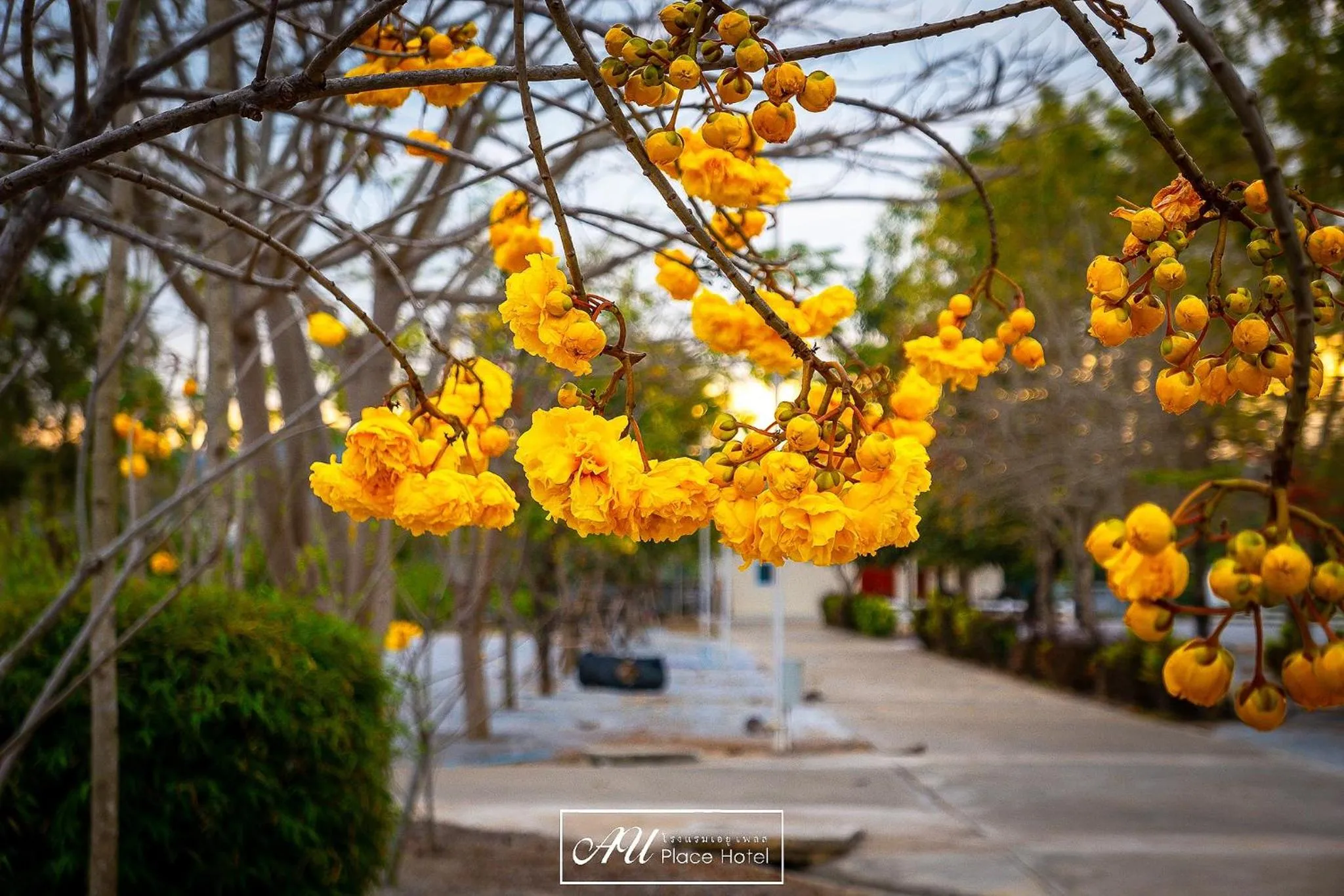 Spring in AU Place Hotel