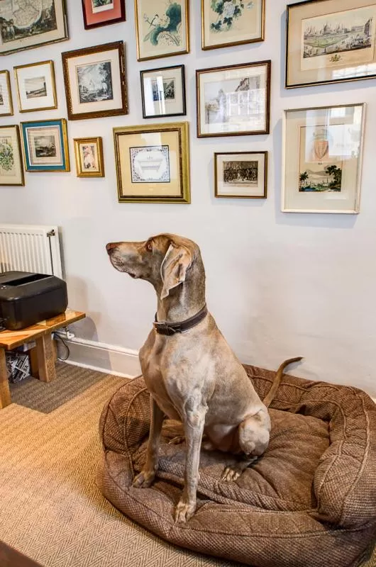 Pets in White Hart Inn