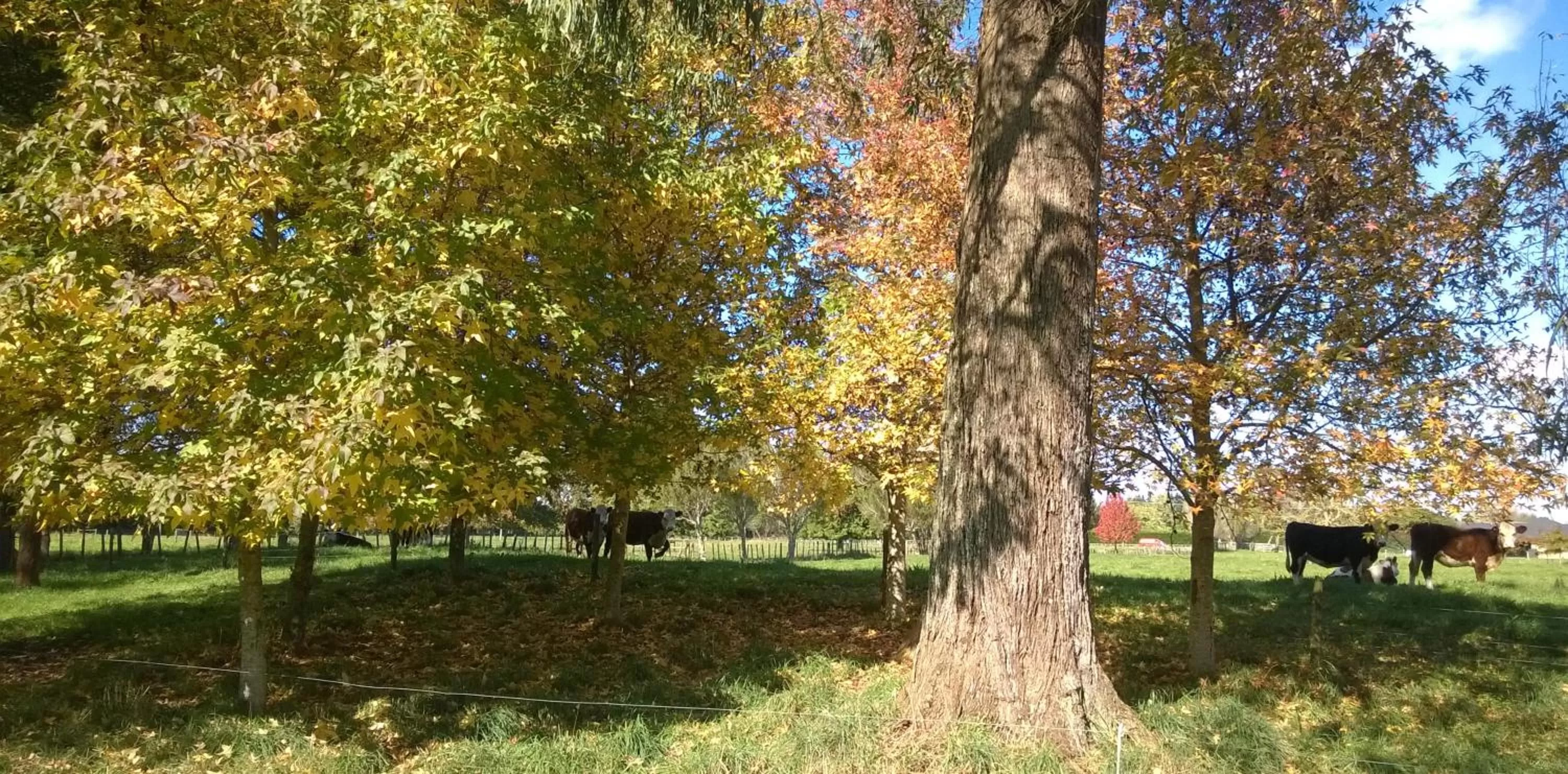 Natural landscape, Garden in Korbaylen Estate