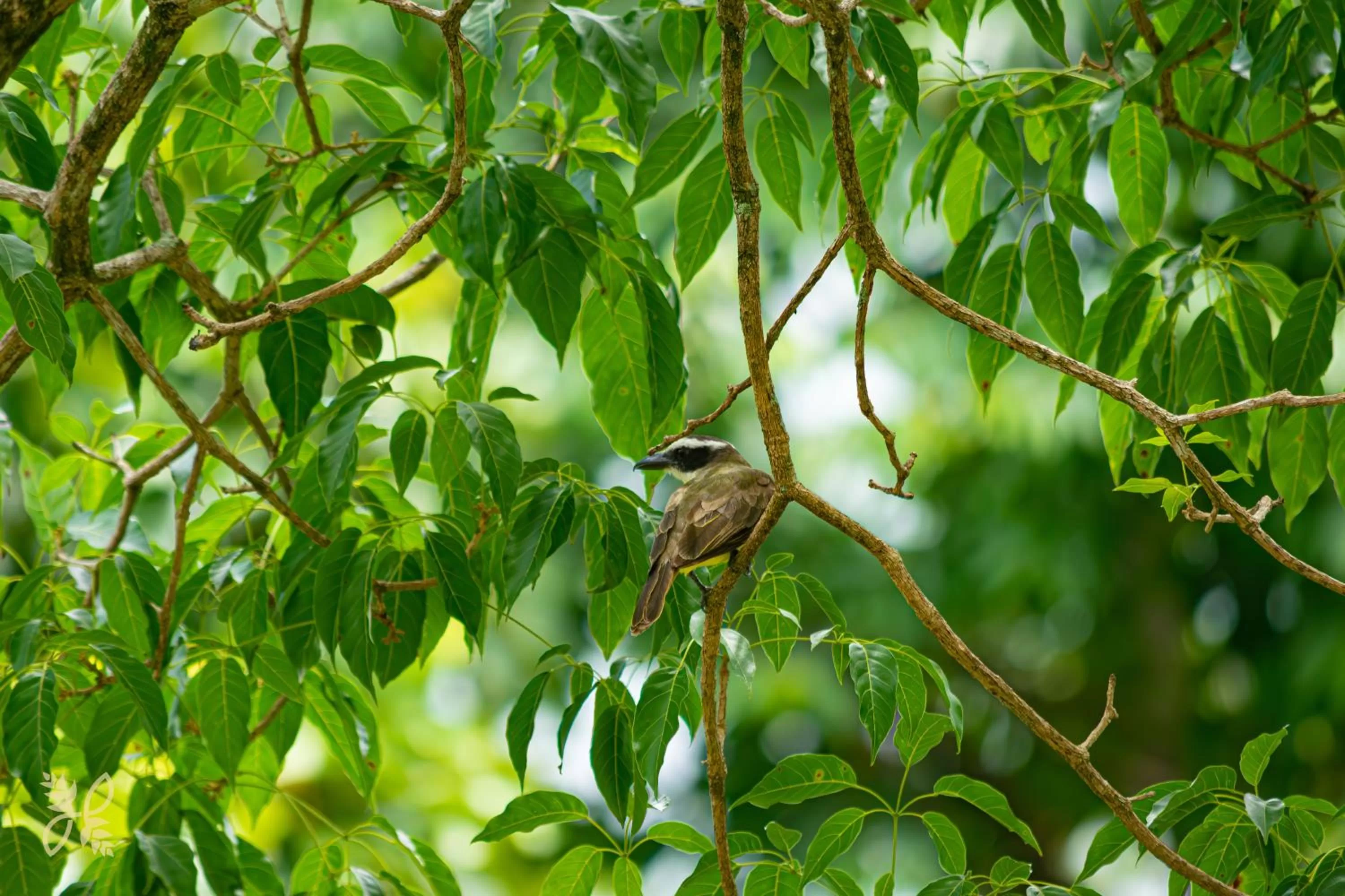 Animals in Hotel Heliconias Nature Inn & Hot Springs