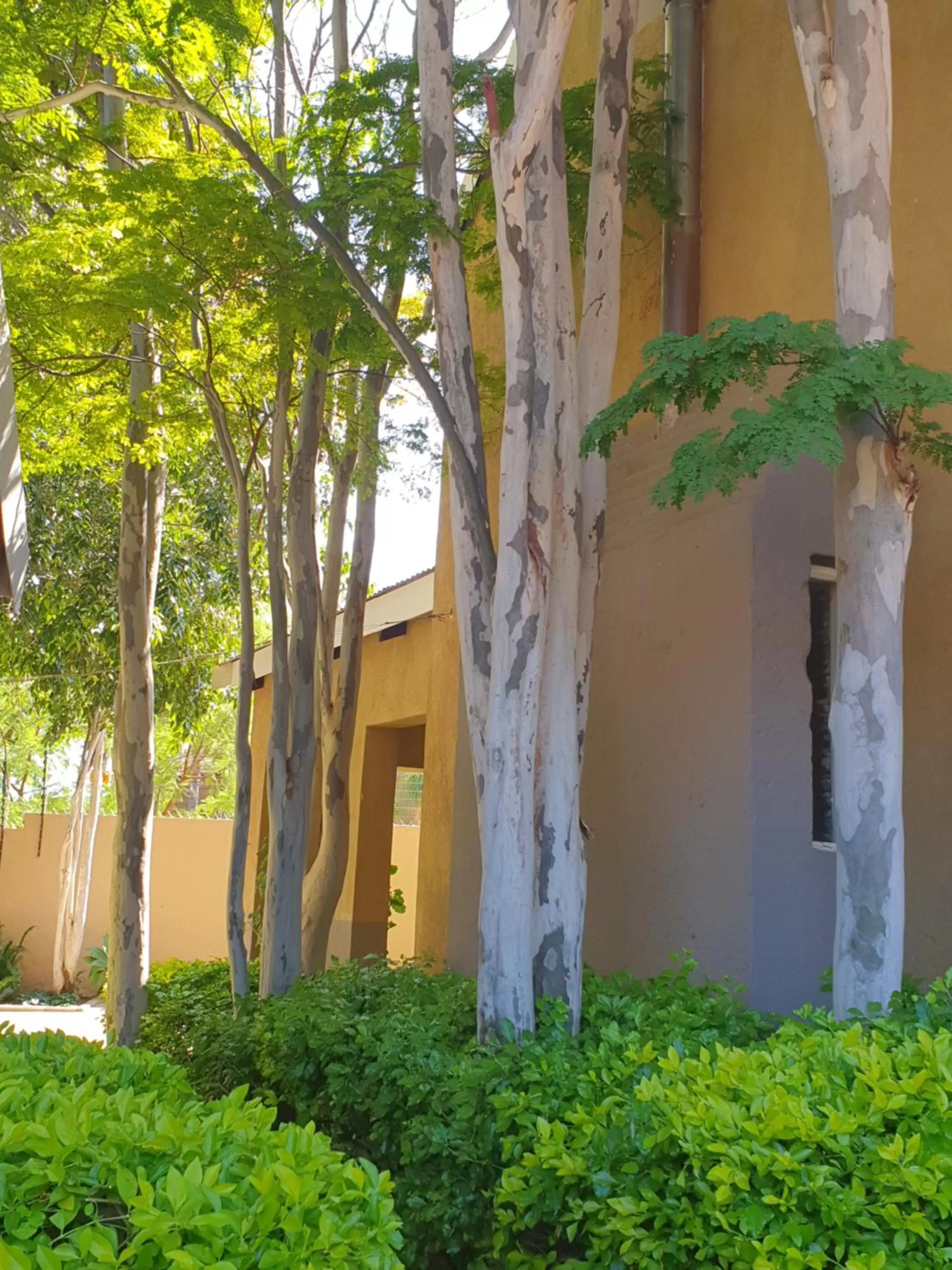 Garden, Property Building in The Leopard Tree
