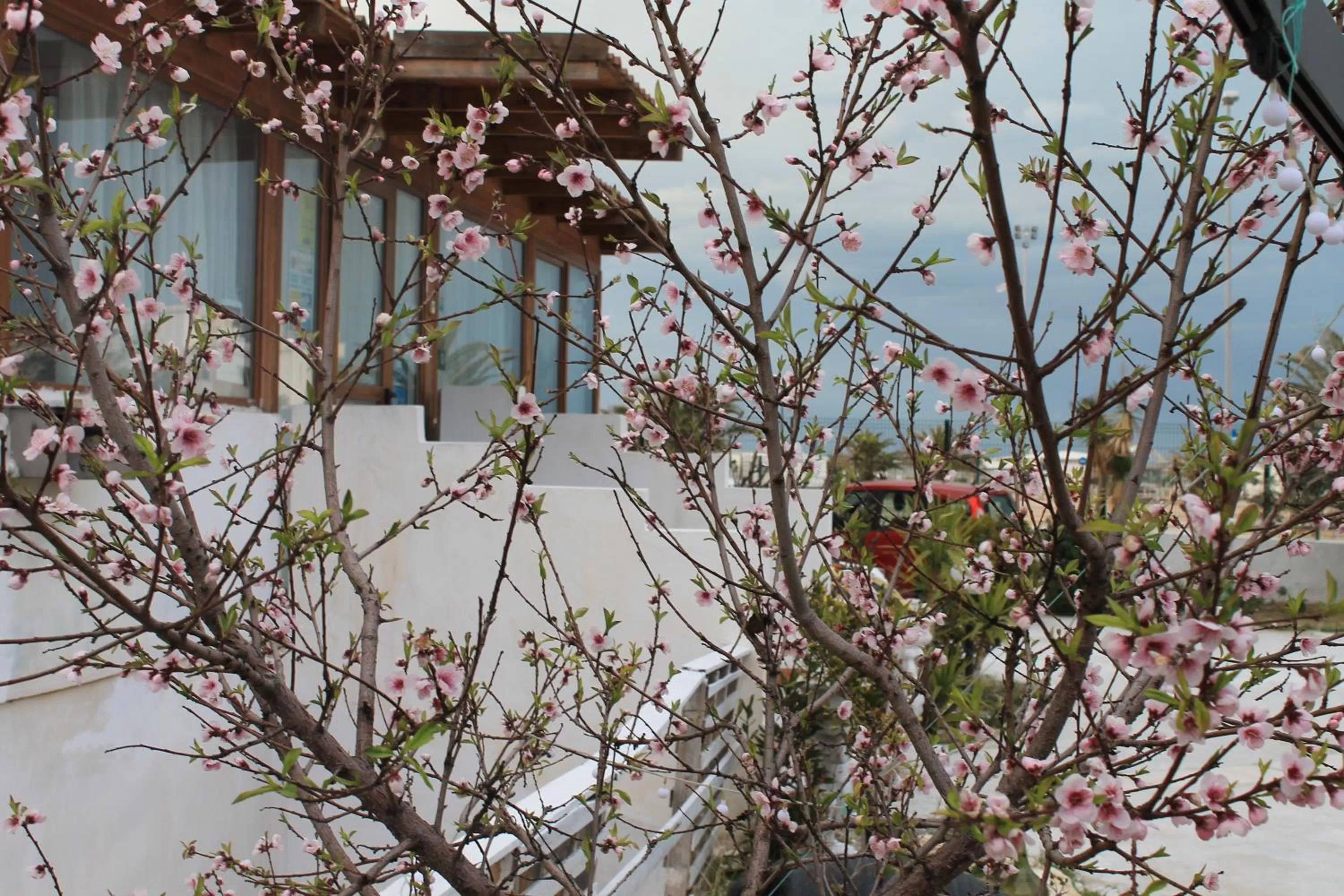 Garden in B&B Palazzo Manfredi Vieste, Fronte mare con Parcheggio