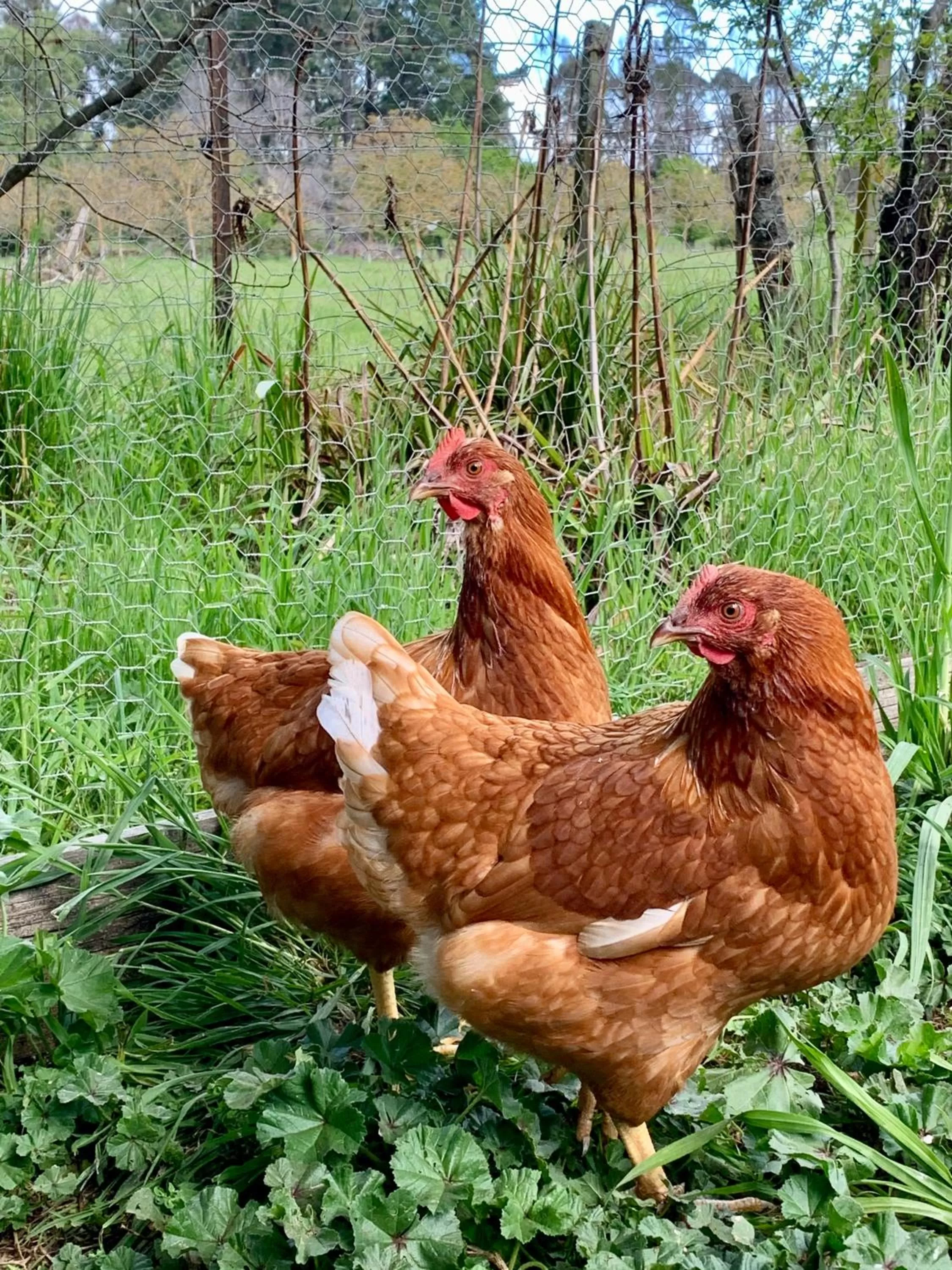 Animals, Other Animals in Quail Farm, Colonial charm