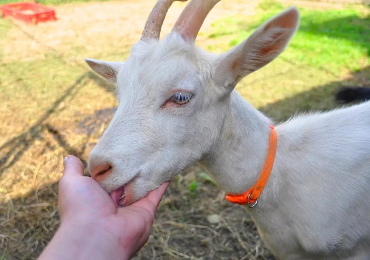 Animals, Other Animals in Ziołowa Dolina