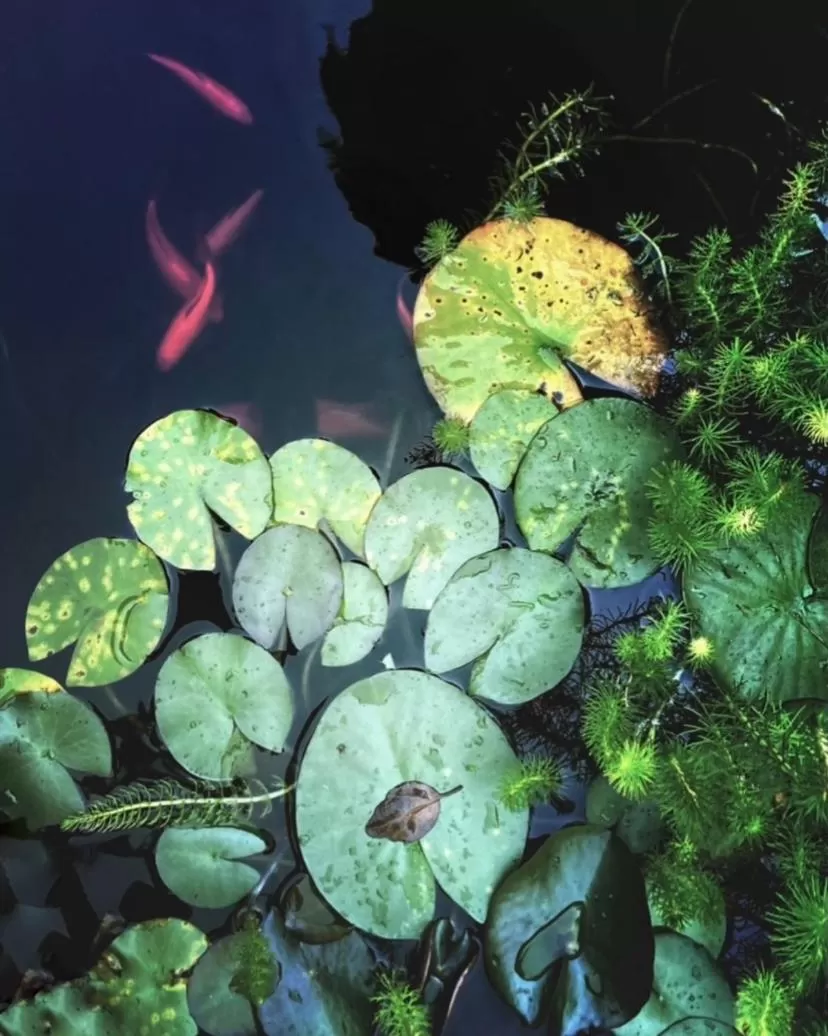 Food in Howlong Old Post Office Luxury Suite