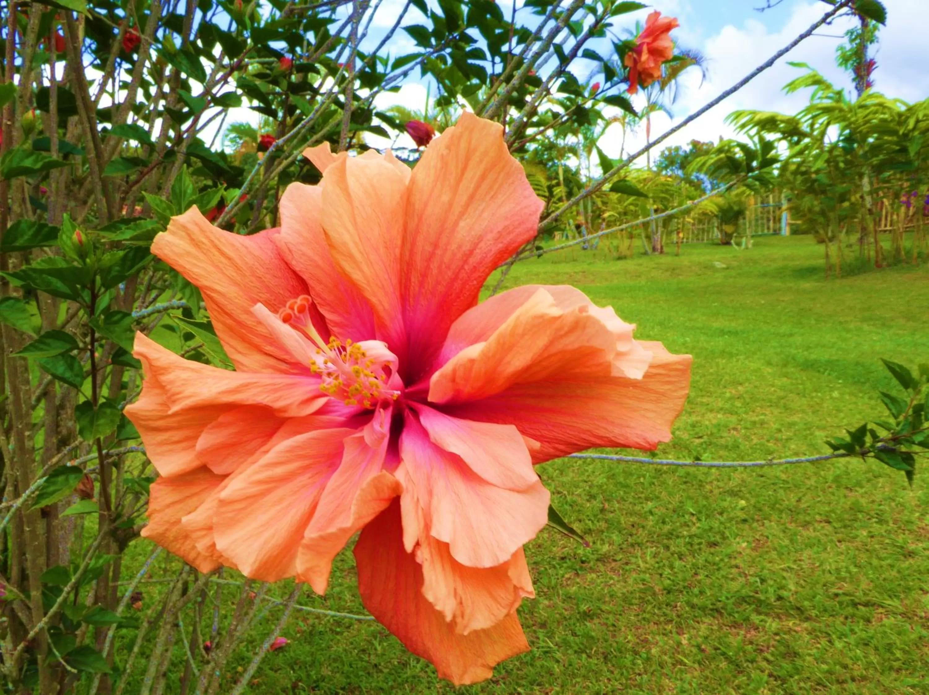 Garden in Finca El Cielo