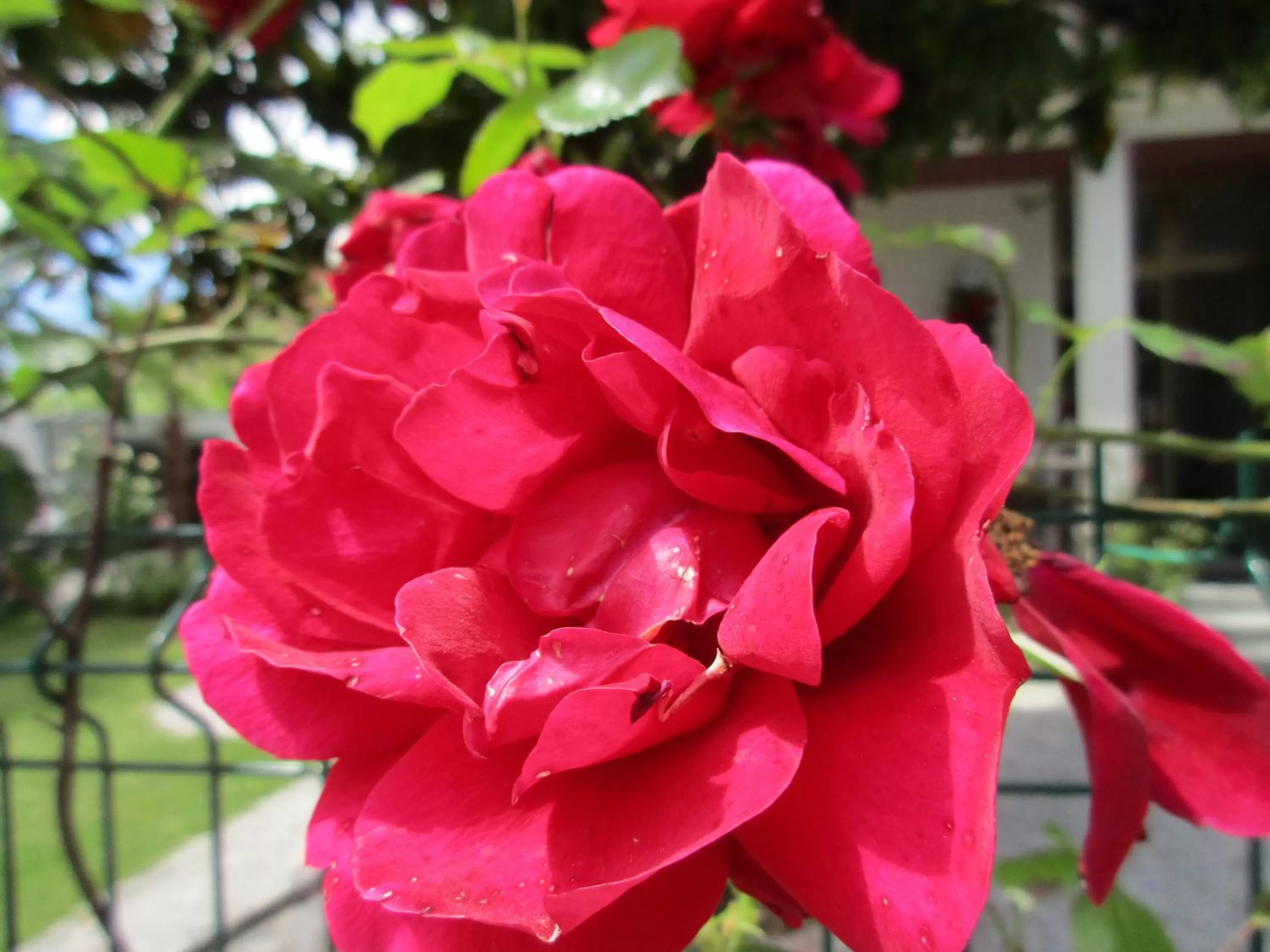 Garden in B&B Casa Roman & Vakantiewoning voor 1 pers tot max 32 personen