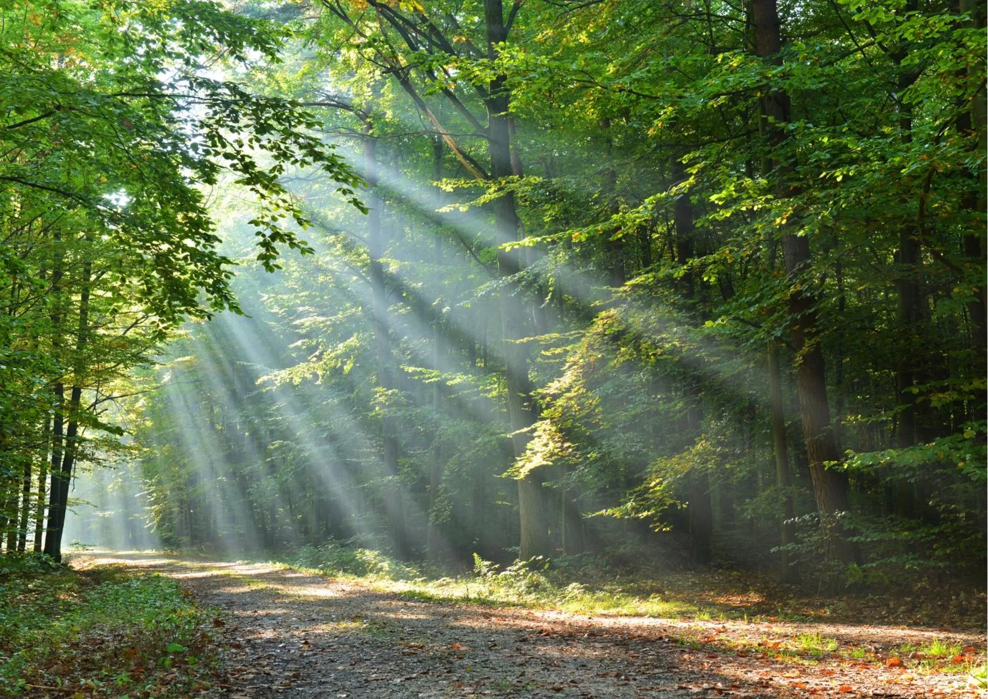 Natural landscape in The Crown Inn