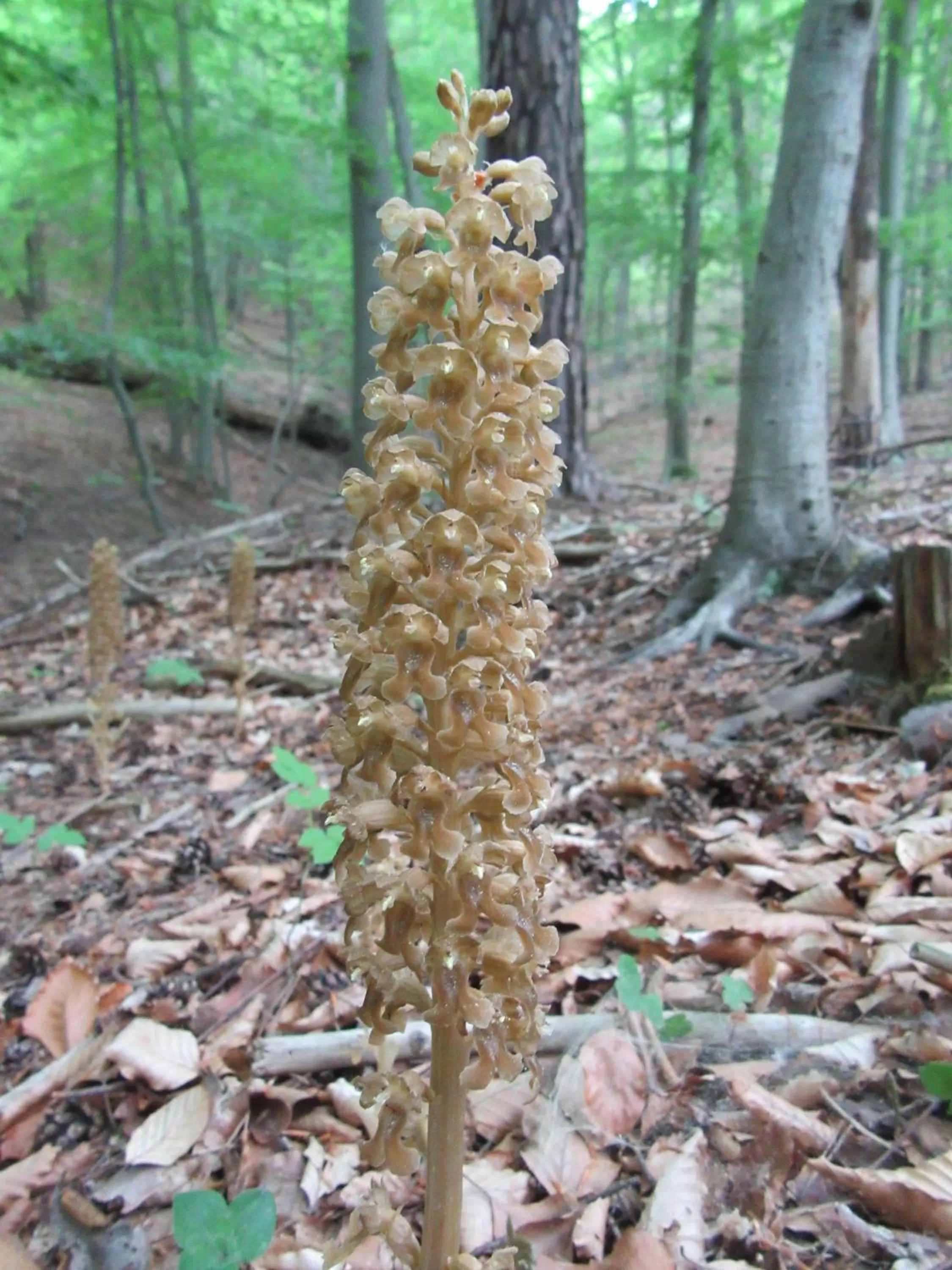 Natural landscape in Hotel Haus Orchideental Jena