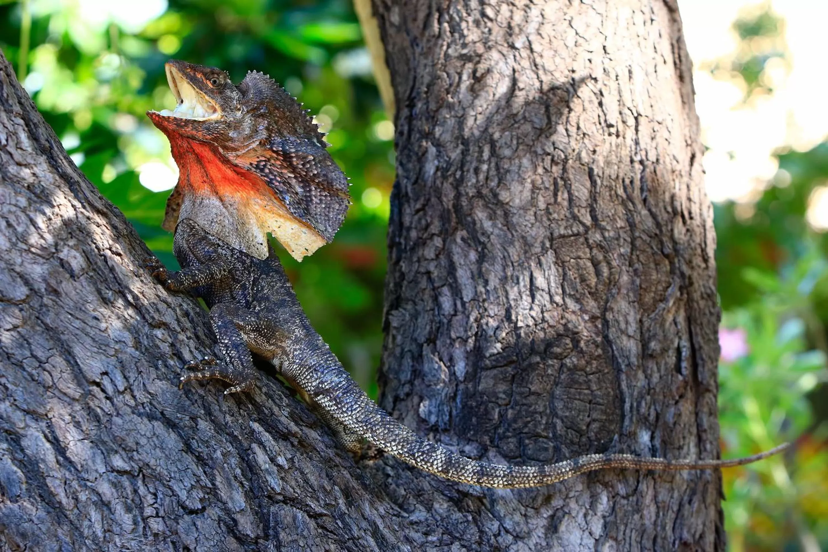 Garden in Habitat Resort