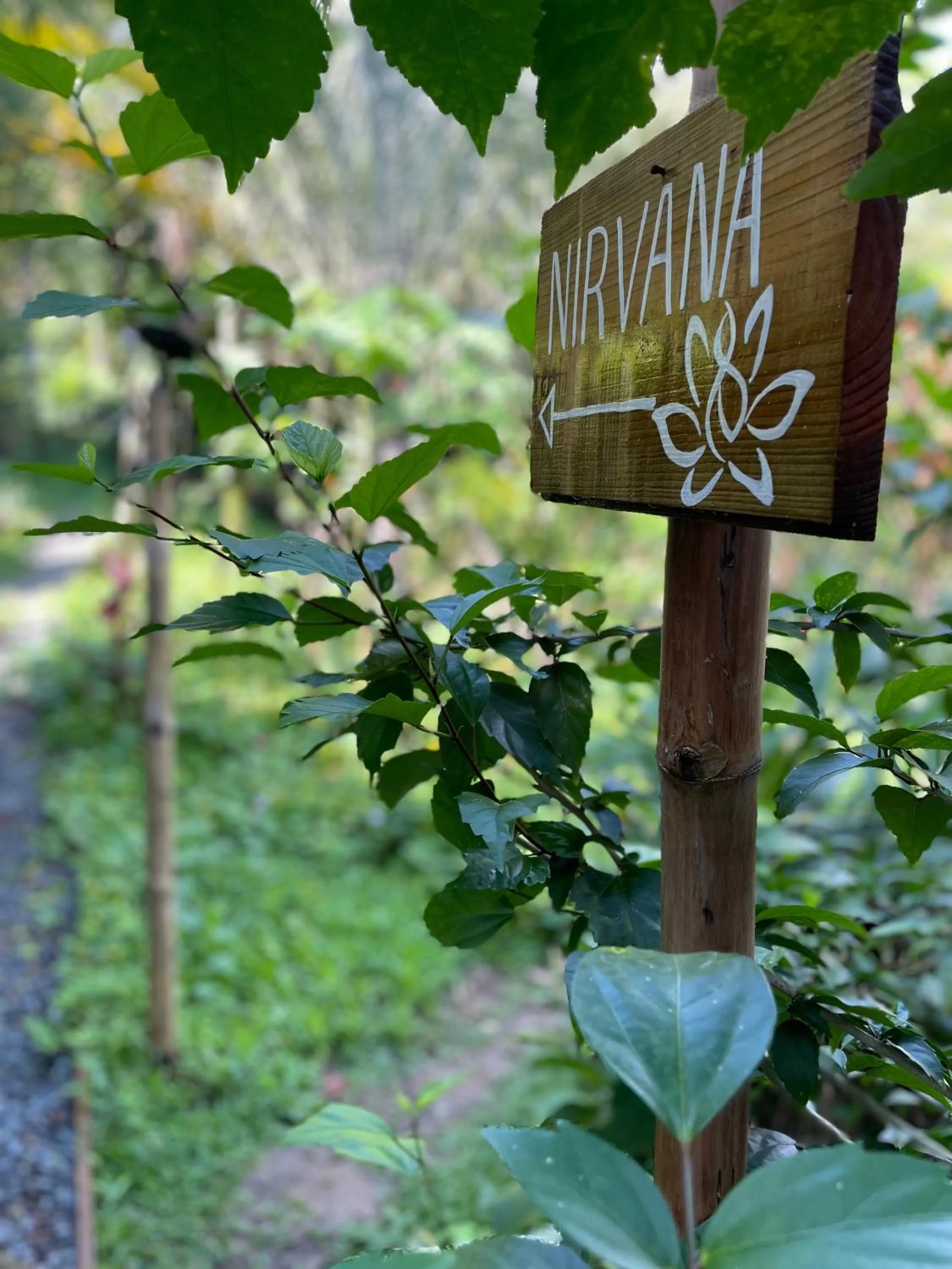 Garden in Bird Island Bungalows