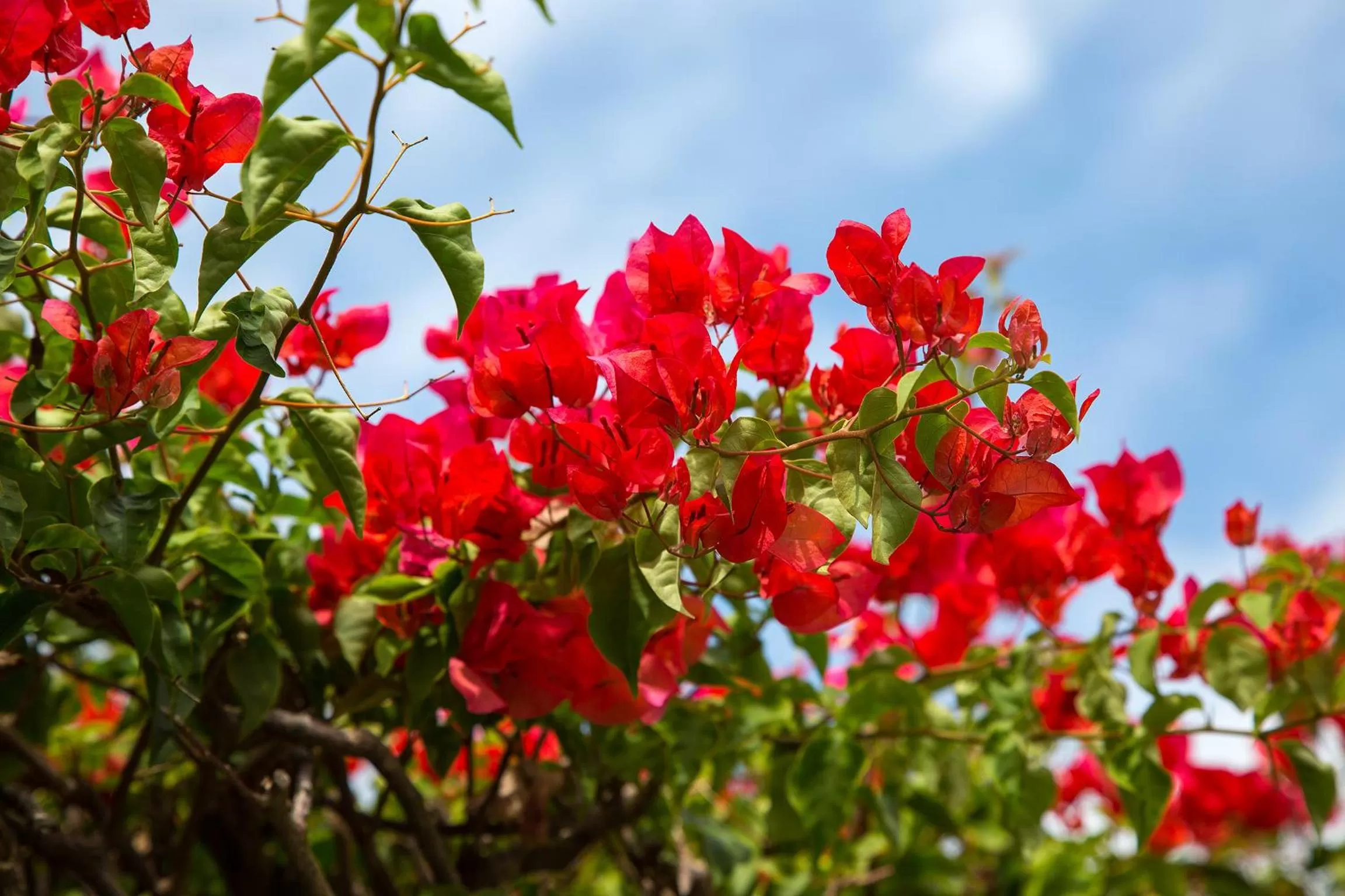 Garden in Suriya Arana