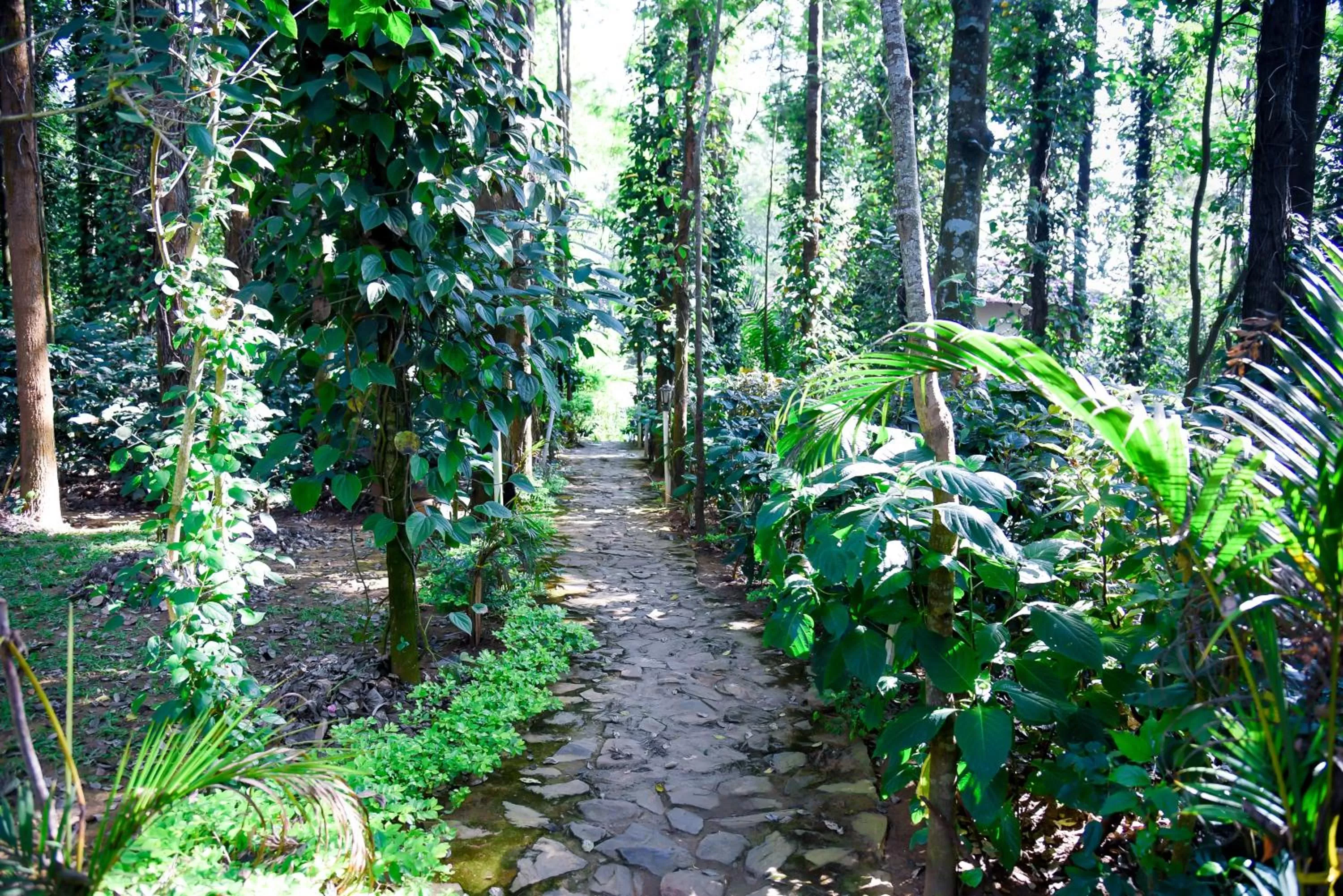 Garden in The Spectrum Resort, Chikmagalur