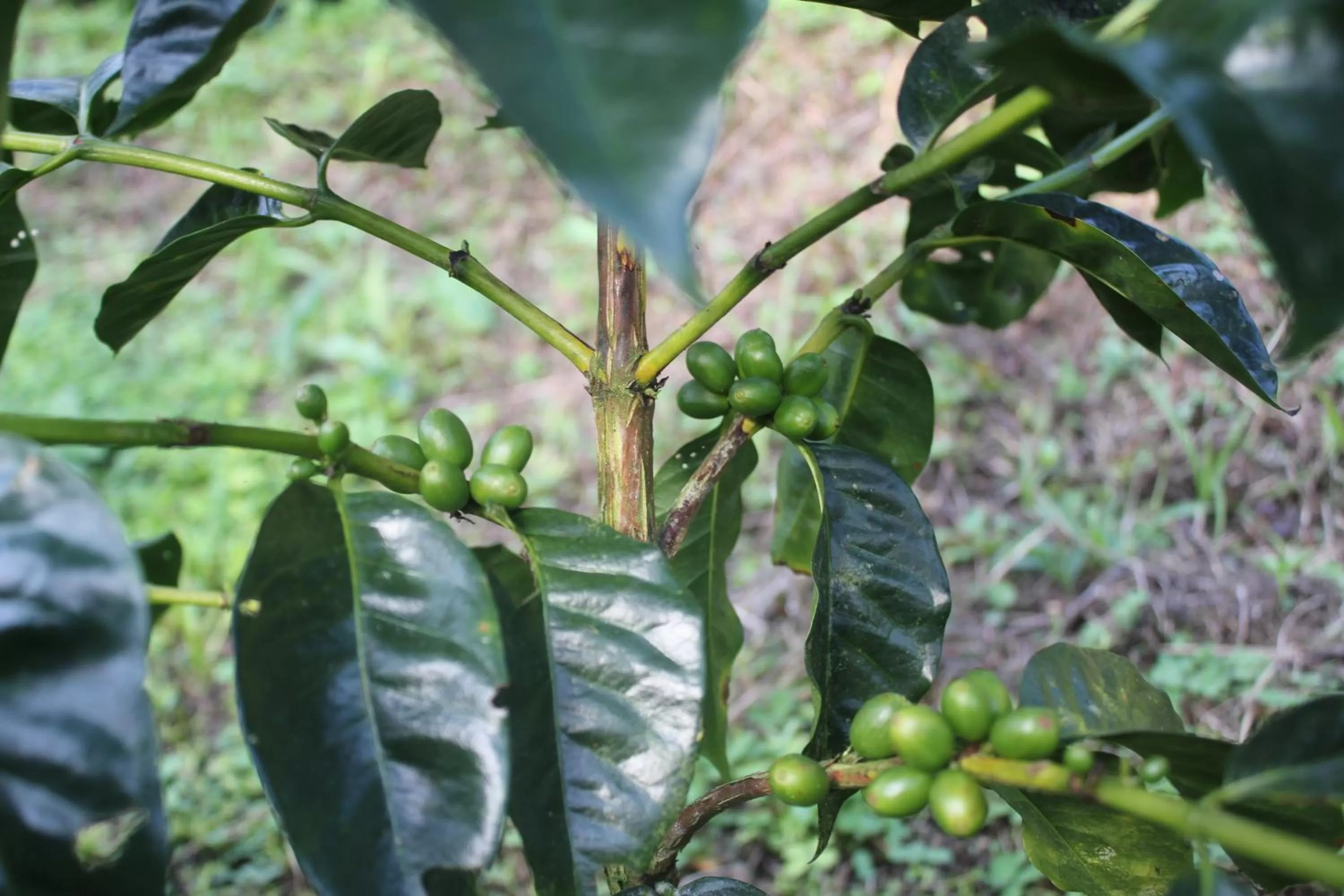 Villa Cristina - Casa Boutique